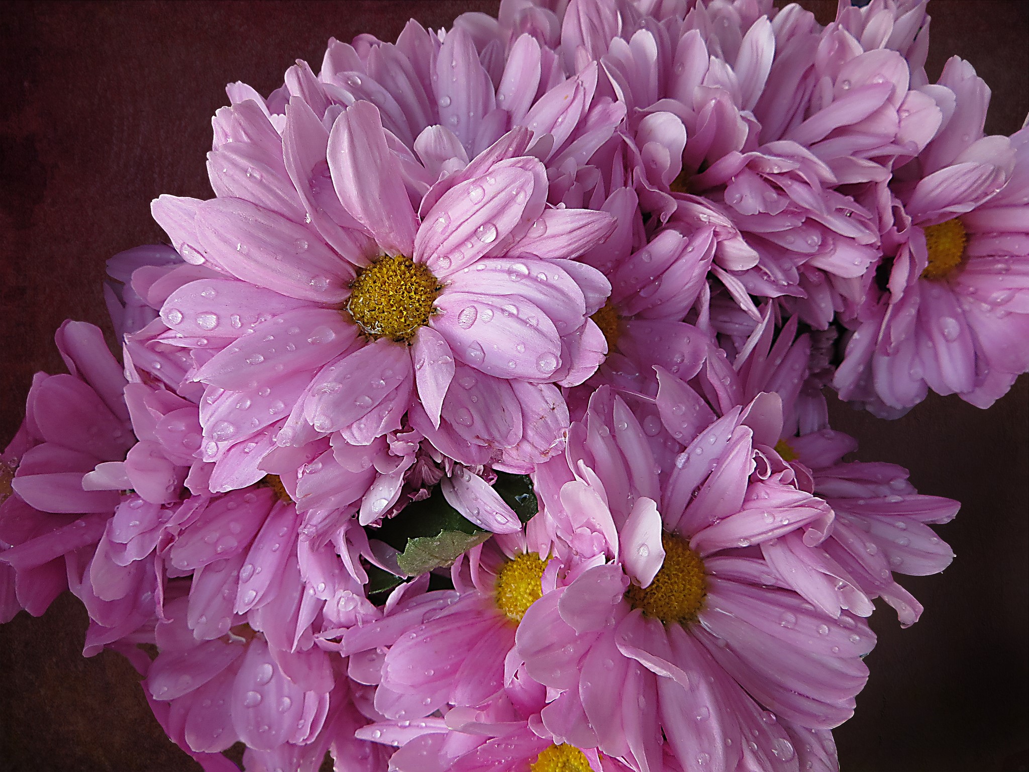 Pink Chrysanthemums with Water Droplets HD Wallpaper