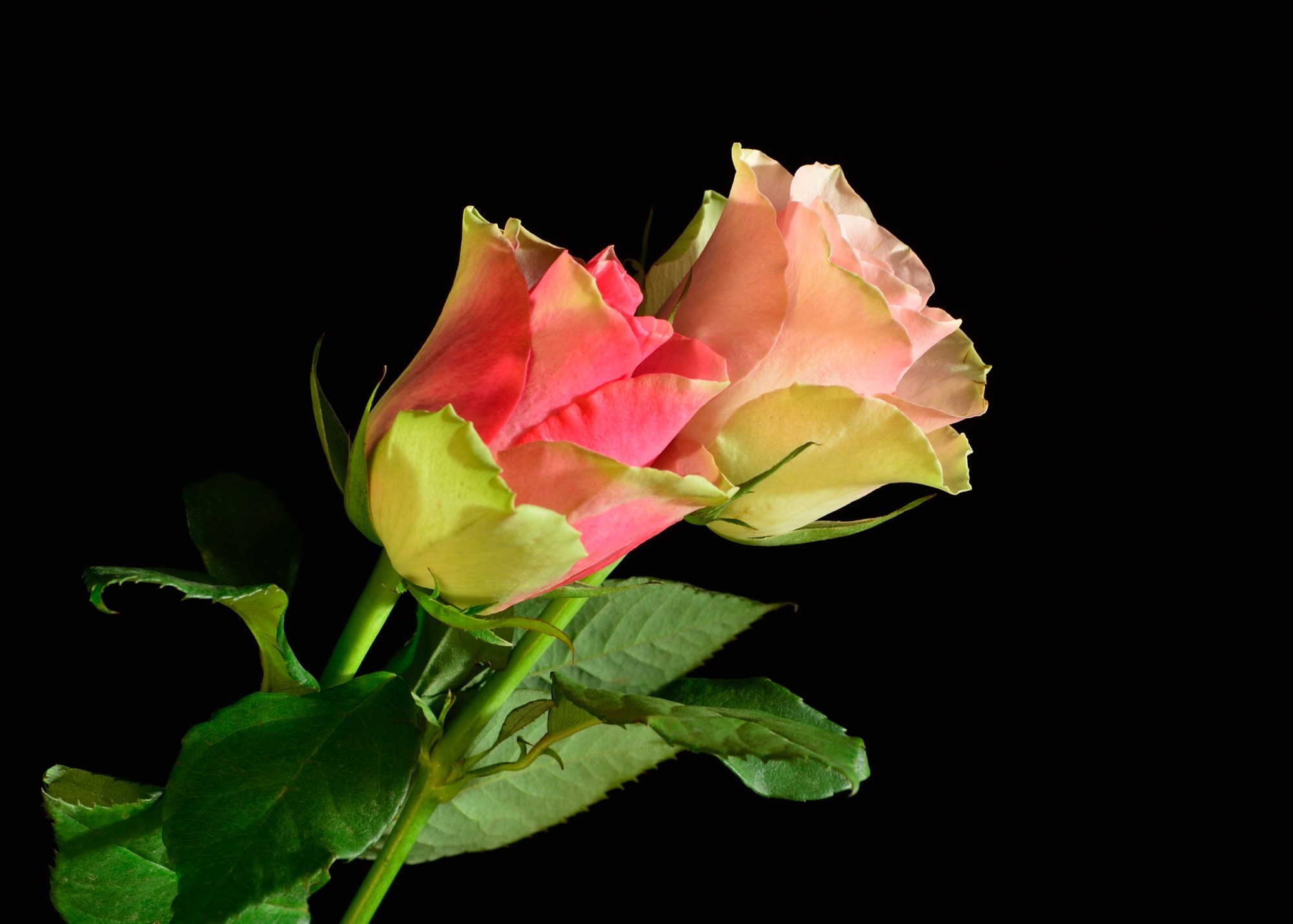 Two pink and yellow roses on a black background HD Wallpaper
