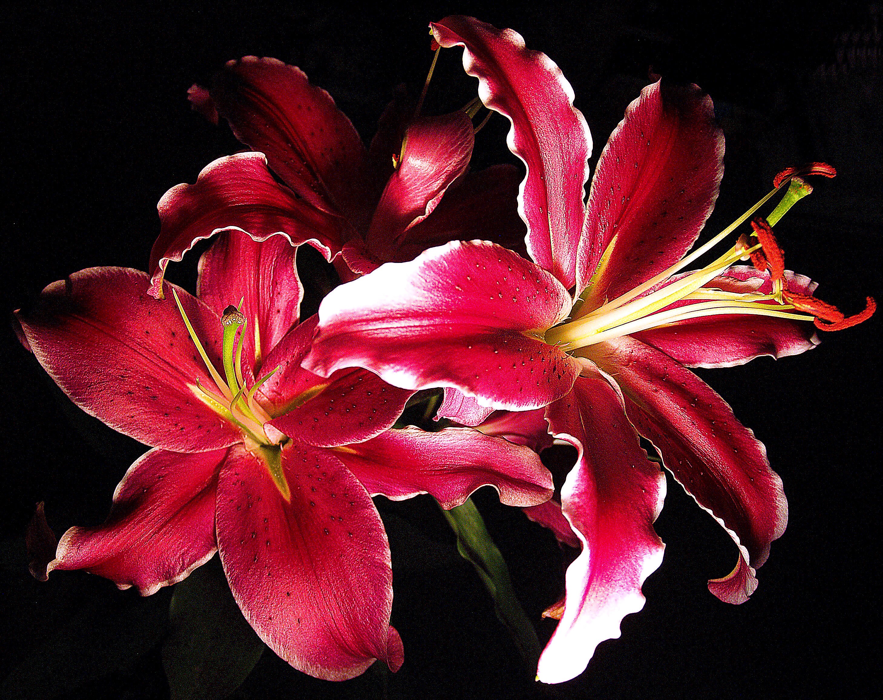Red lilies with white edges on a black background HD Wallpaper
