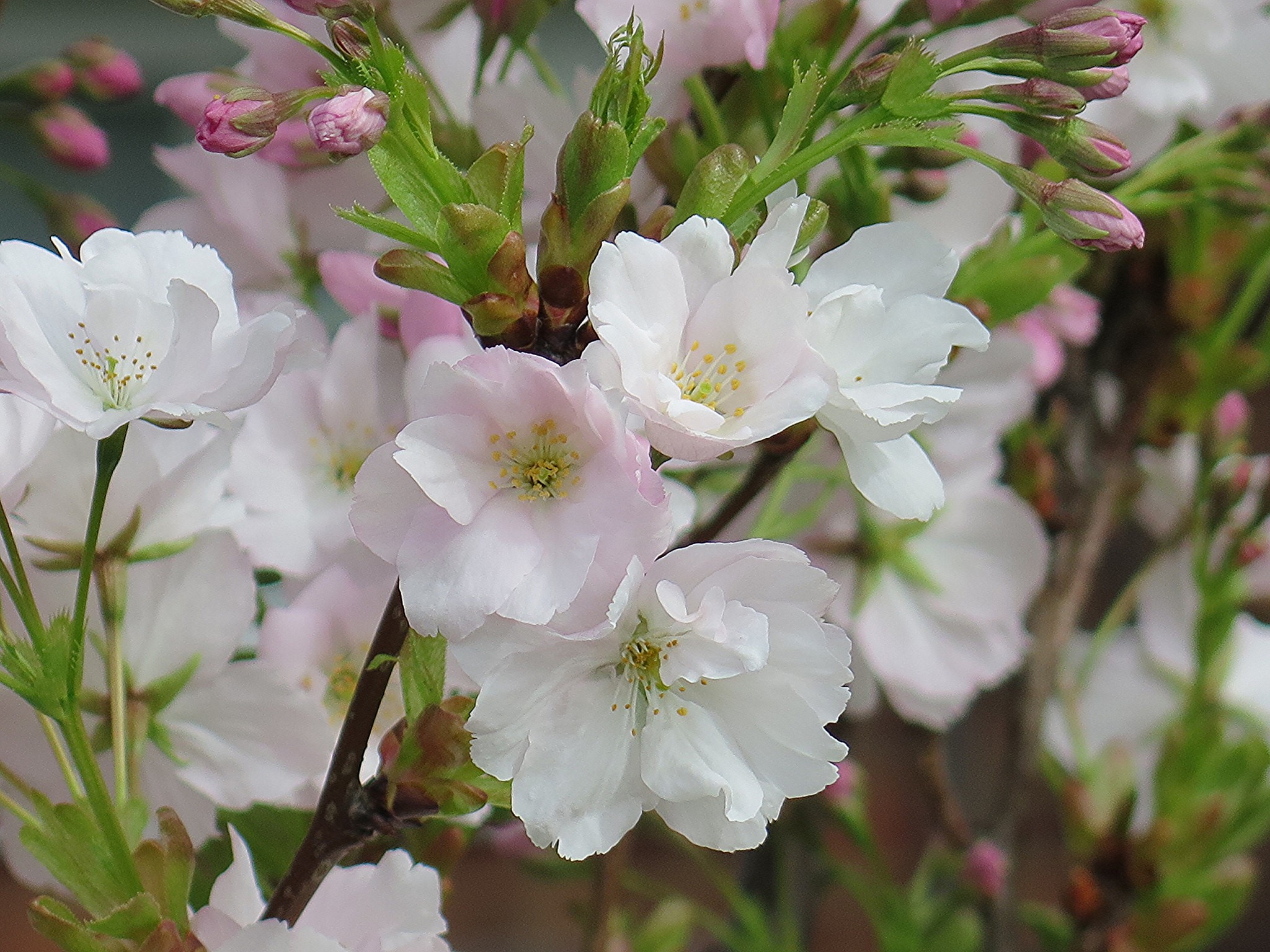 Close-up of white and pink cherry blossoms HD Wallpaper