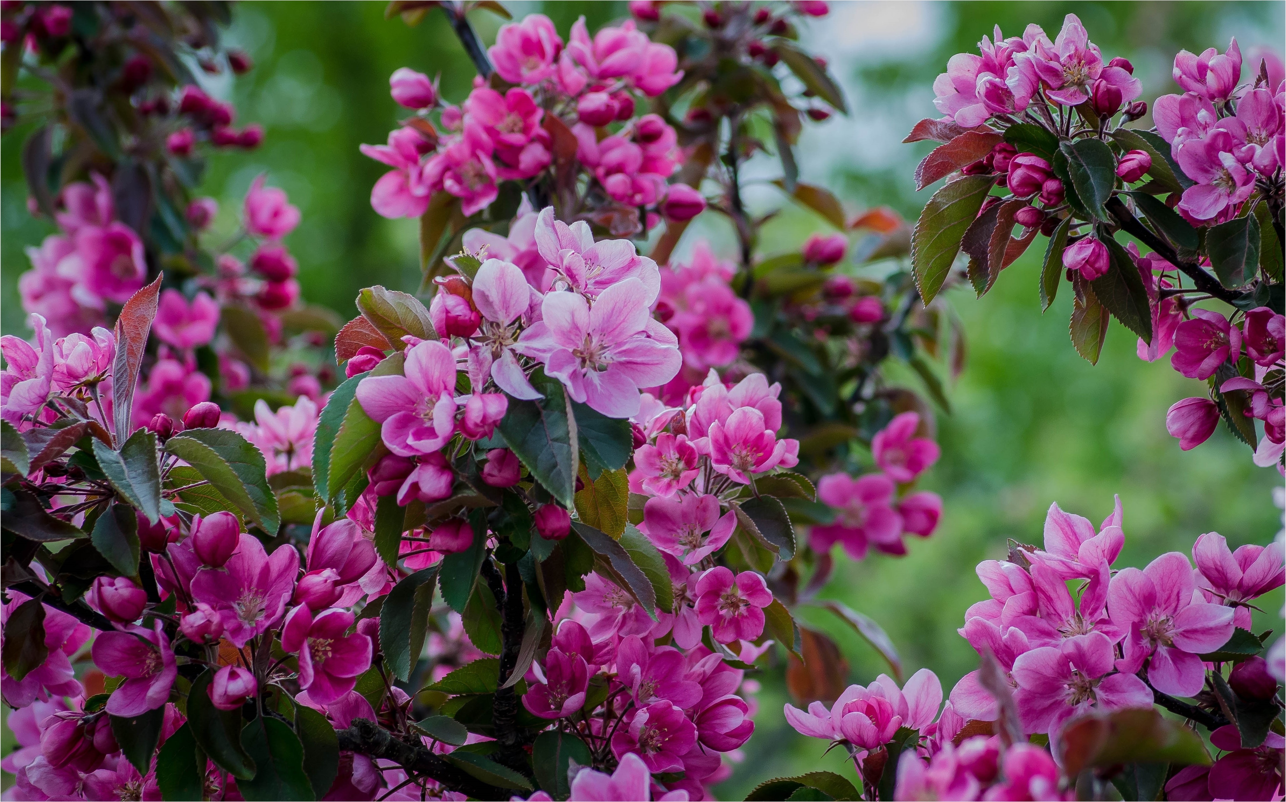 Pink Crabapple Blossoms on a Tree HD Wallpaper