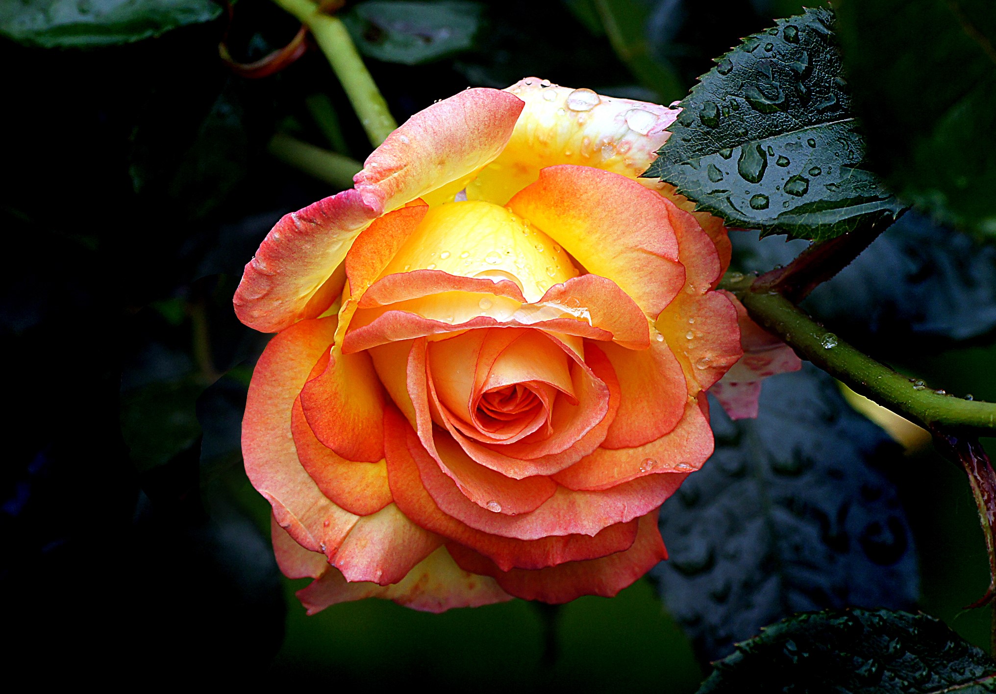 Close-up of a bi-colored rose with water droplets HD Wallpaper