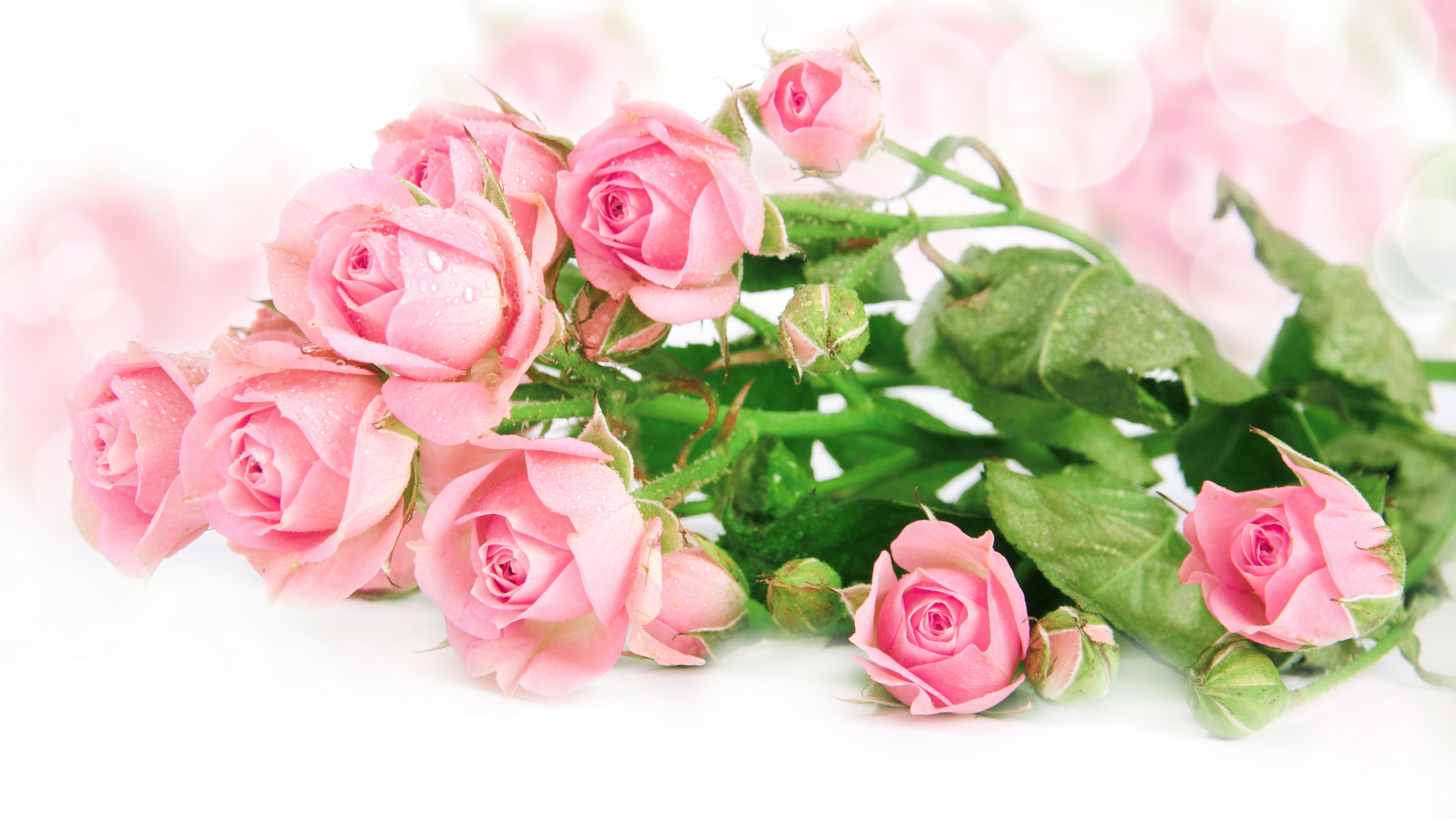Pink Roses with Water Droplets HD Wallpaper