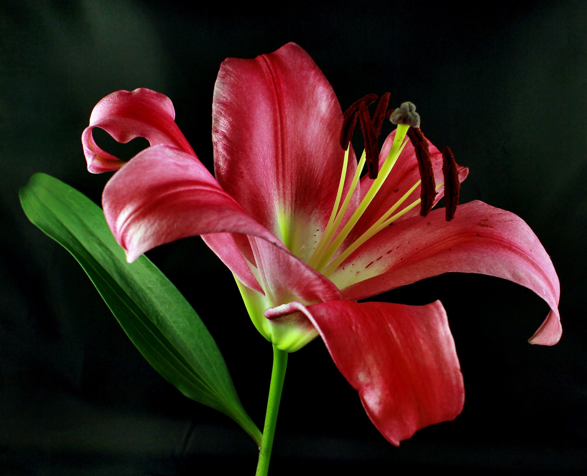 Red lily flower with green leaf HD Wallpaper