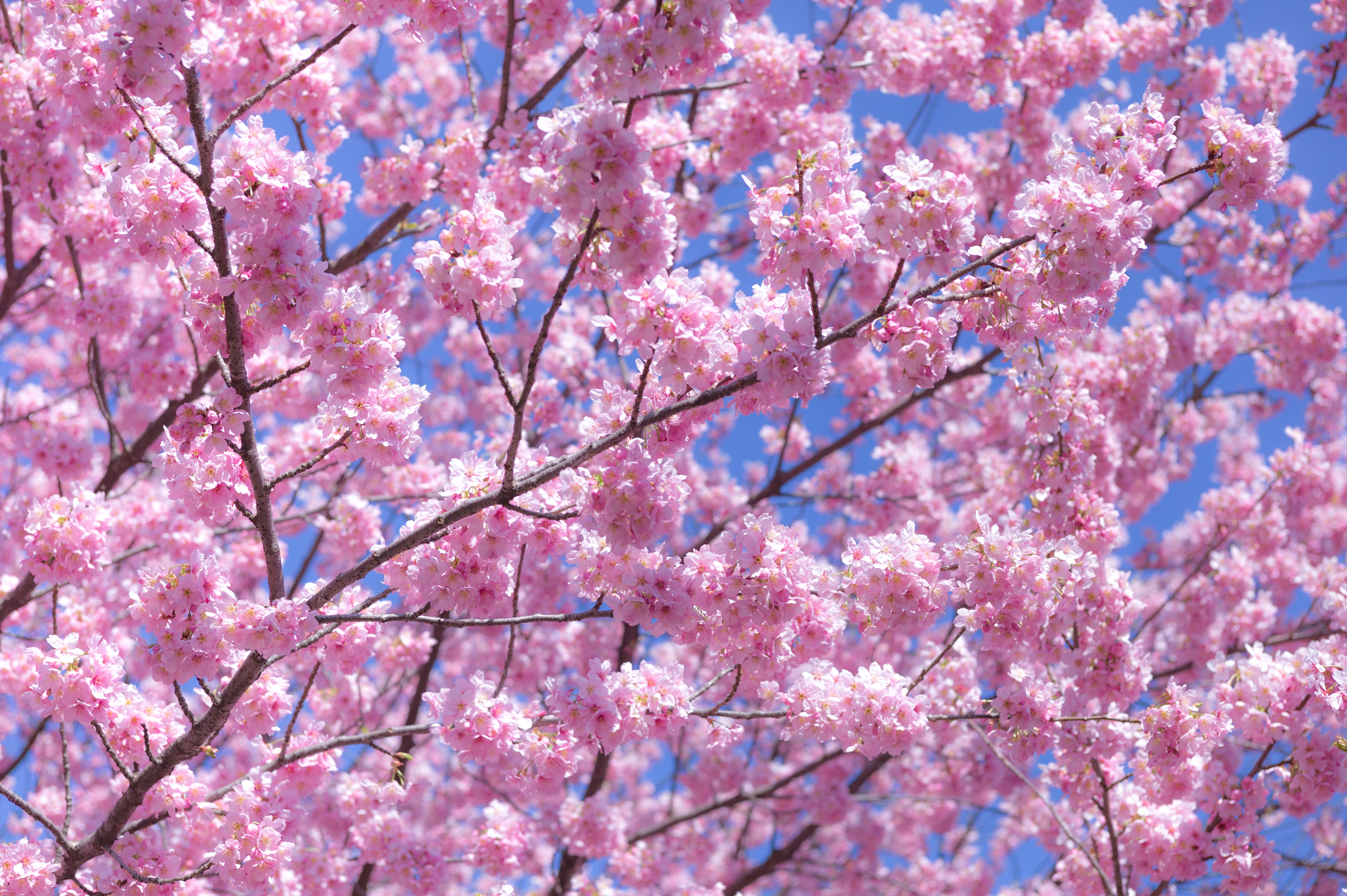 Pink Sakura Cherry Blossoms on Branches HD Wallpaper