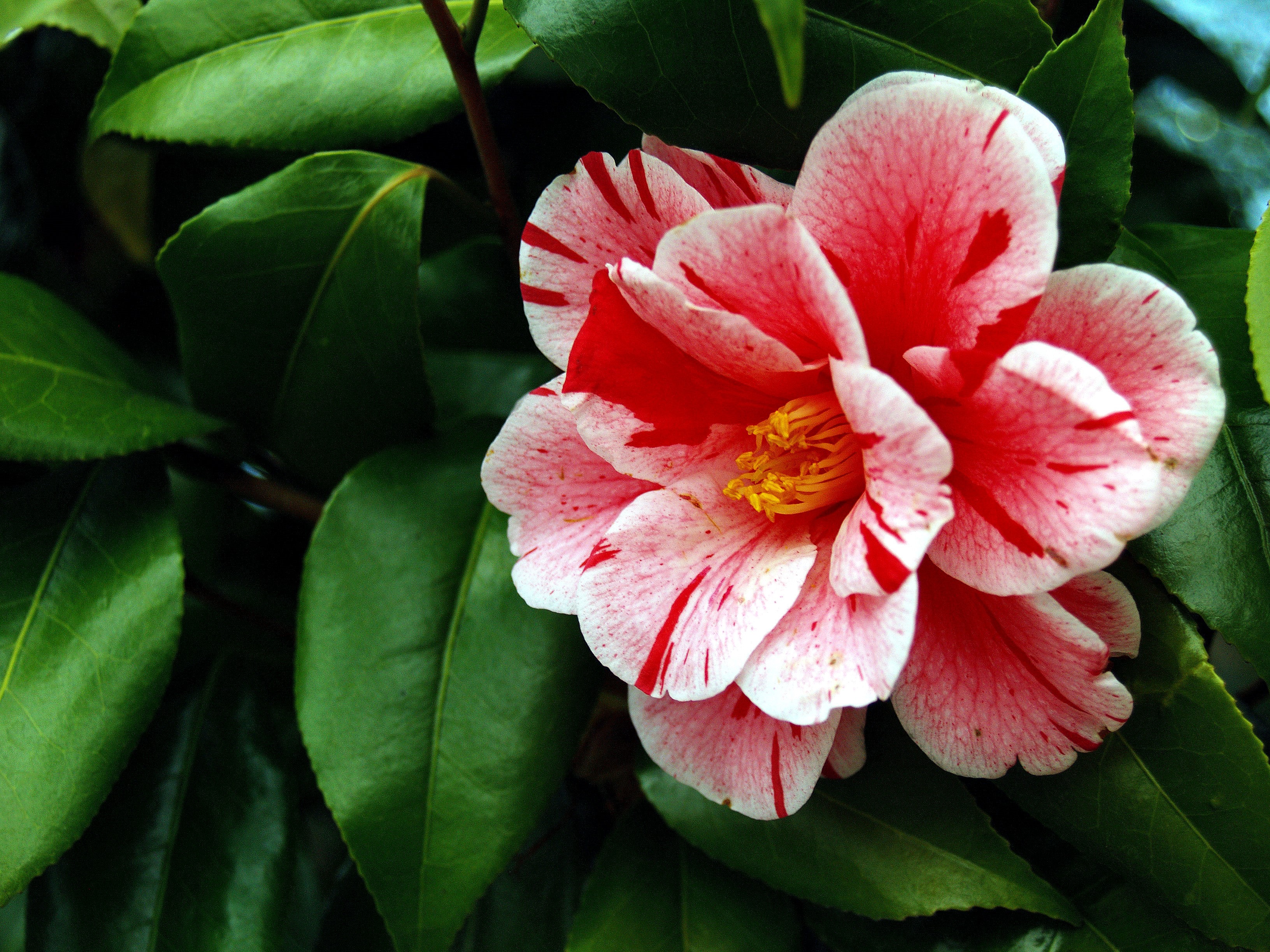Closeup of a Camellia flower with red and white petals HD Wallpaper