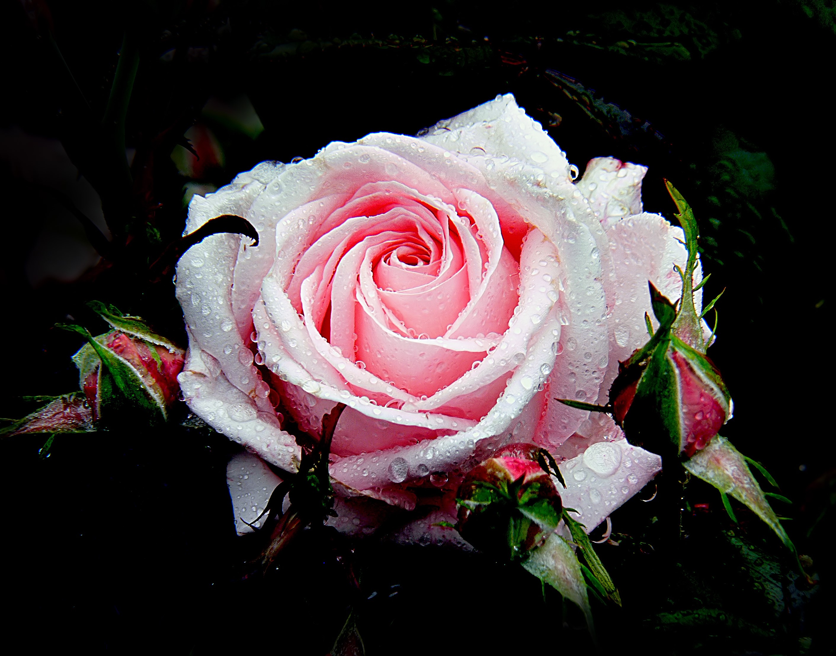 Pink rose with water drops and buds HD Wallpaper