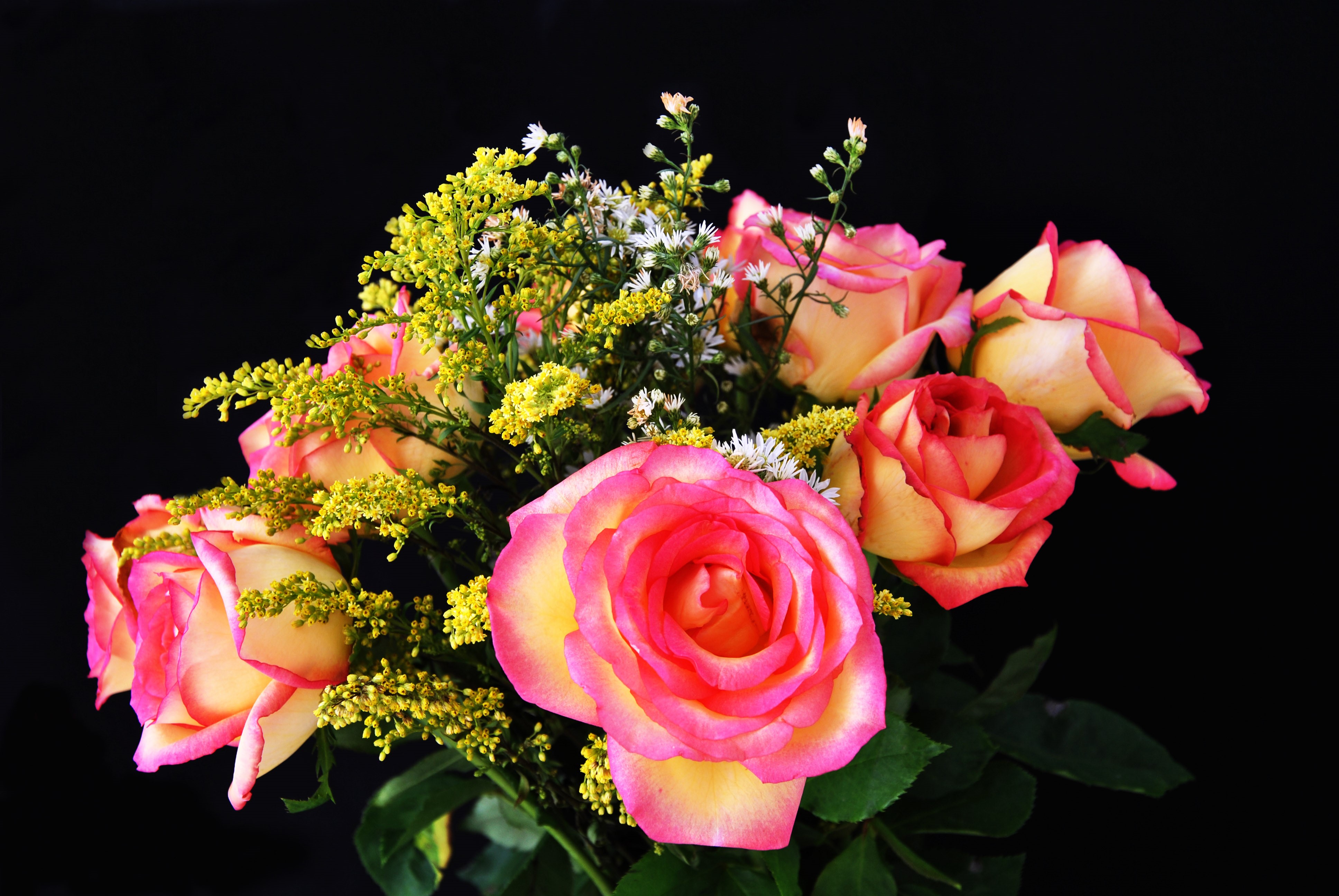 4K Roses with Pink and Yellow Petals on Black Background HD Wallpaper