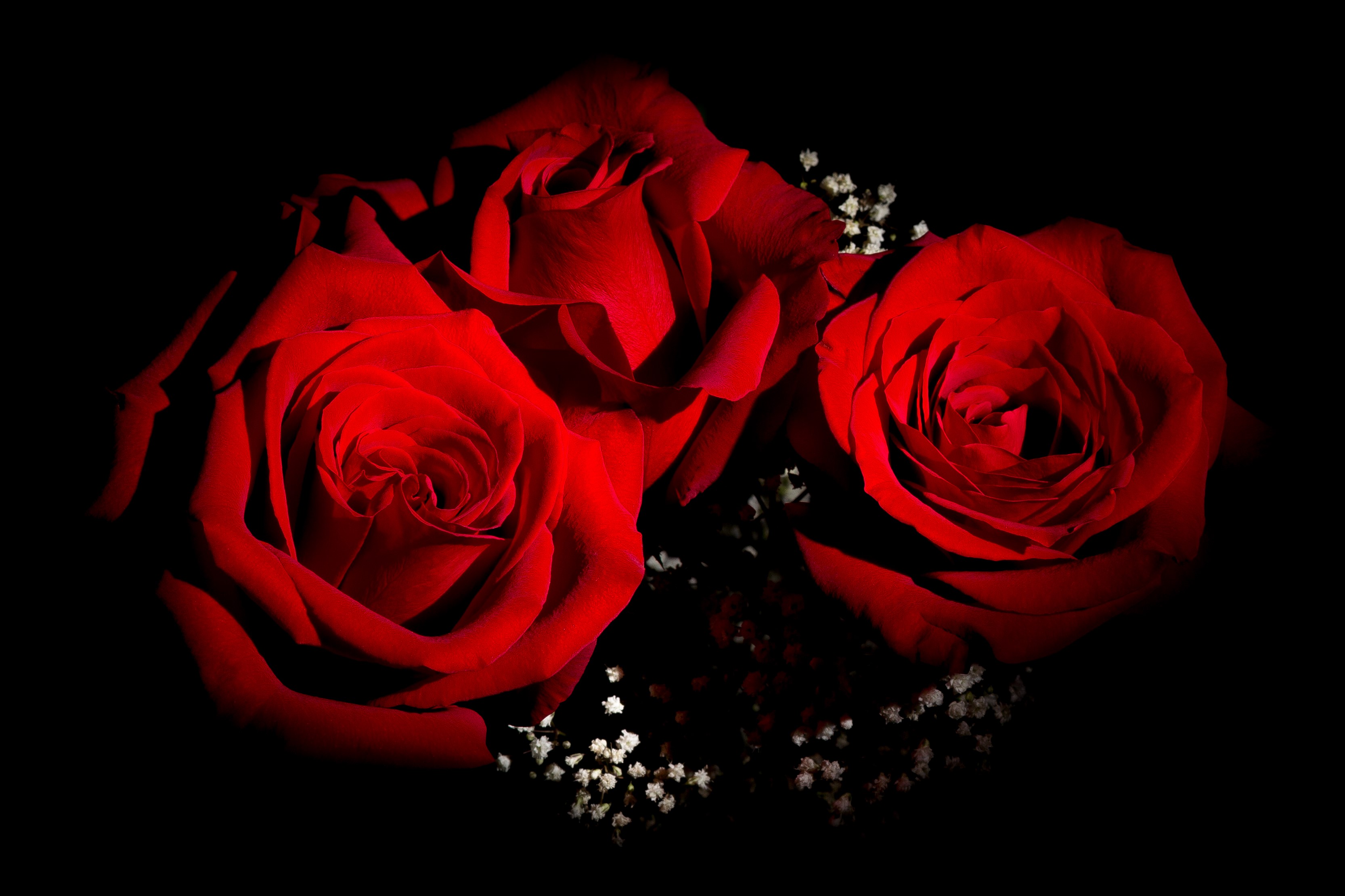 Three red roses on a black background HD Wallpaper