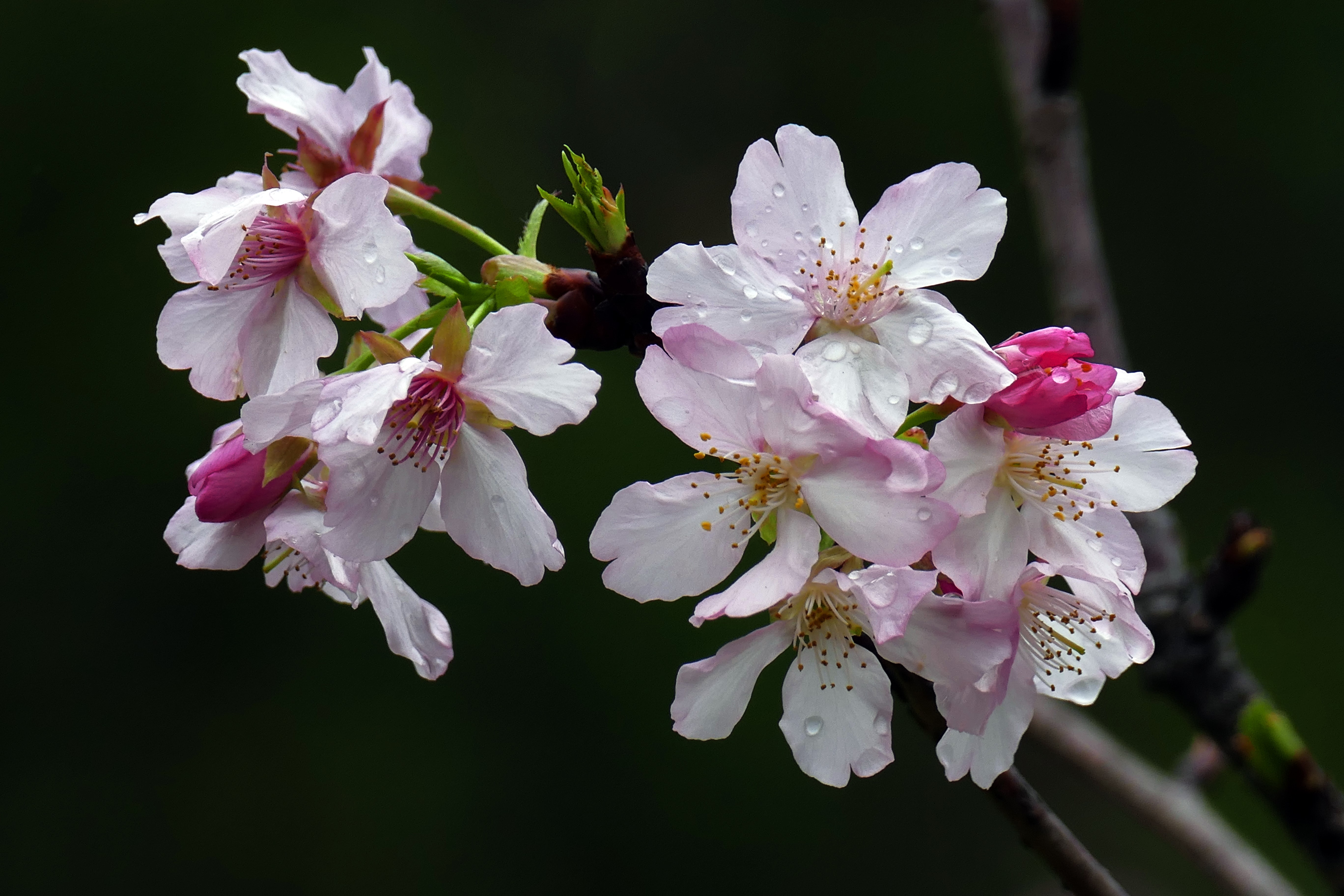 Close-up of Pink Sakura Blossoms with Water Droplets HD Wallpaper