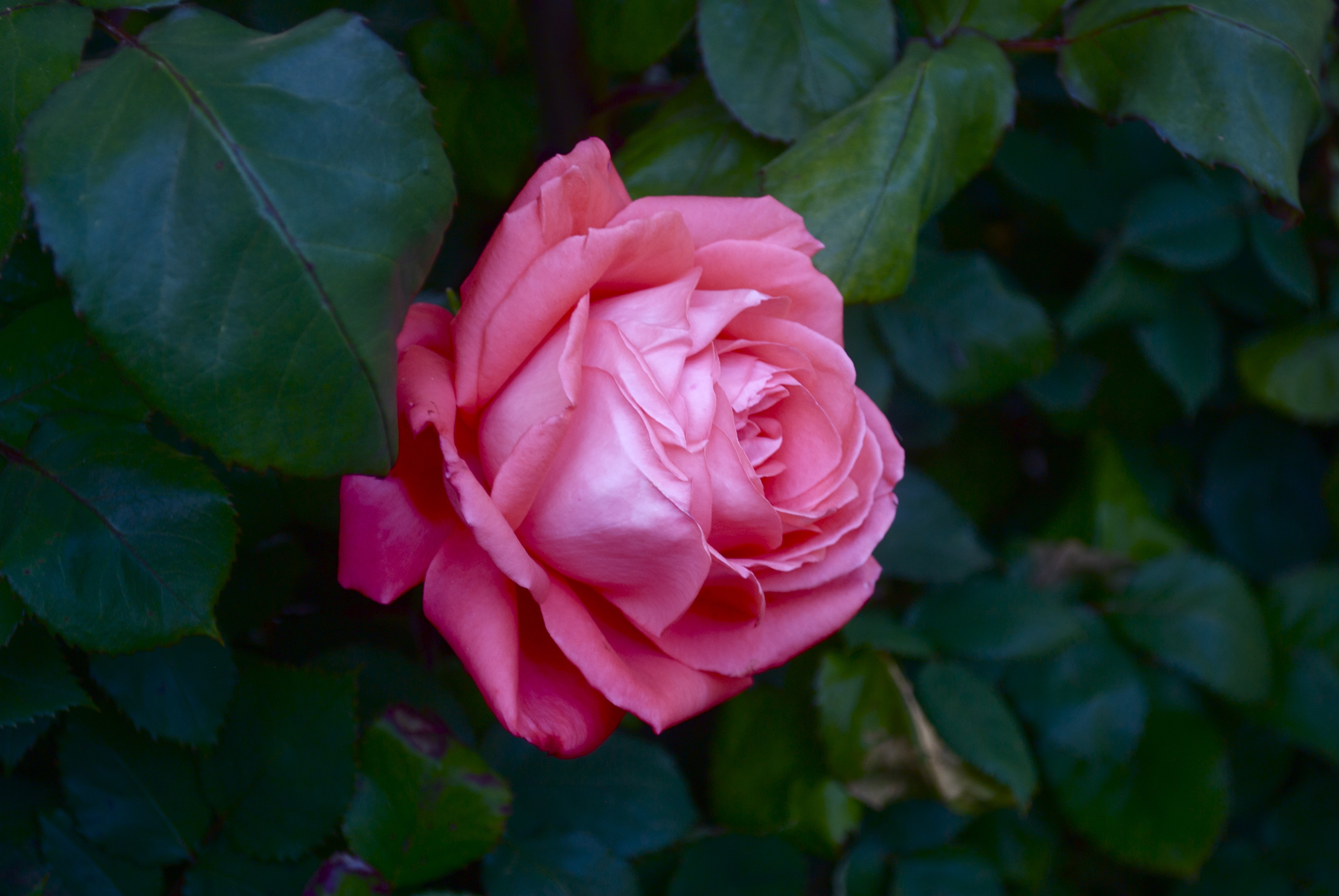 Pink Rose Closeup HD Wallpaper