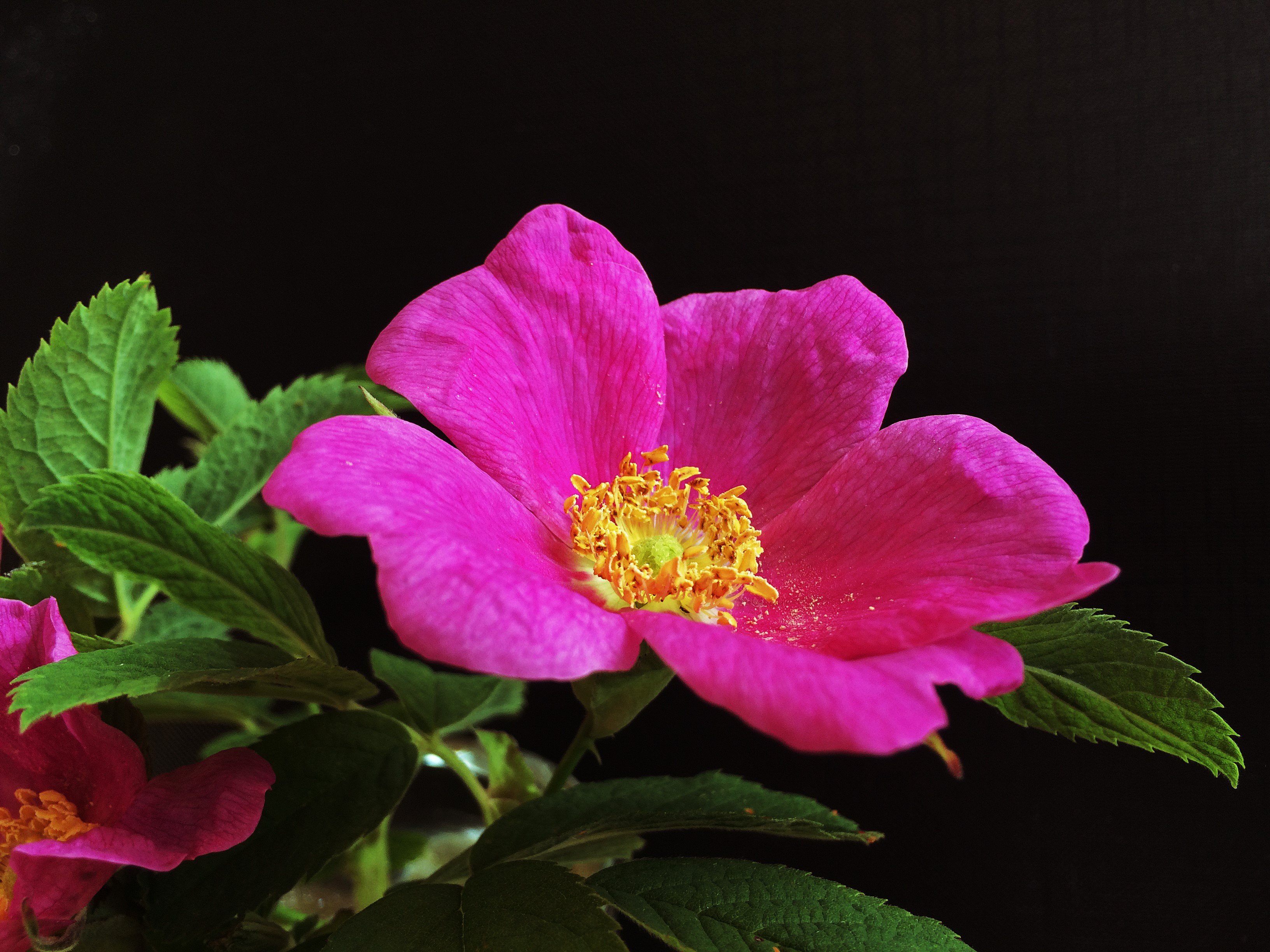 Pink wild rose flower with green leaves on black background HD Wallpaper