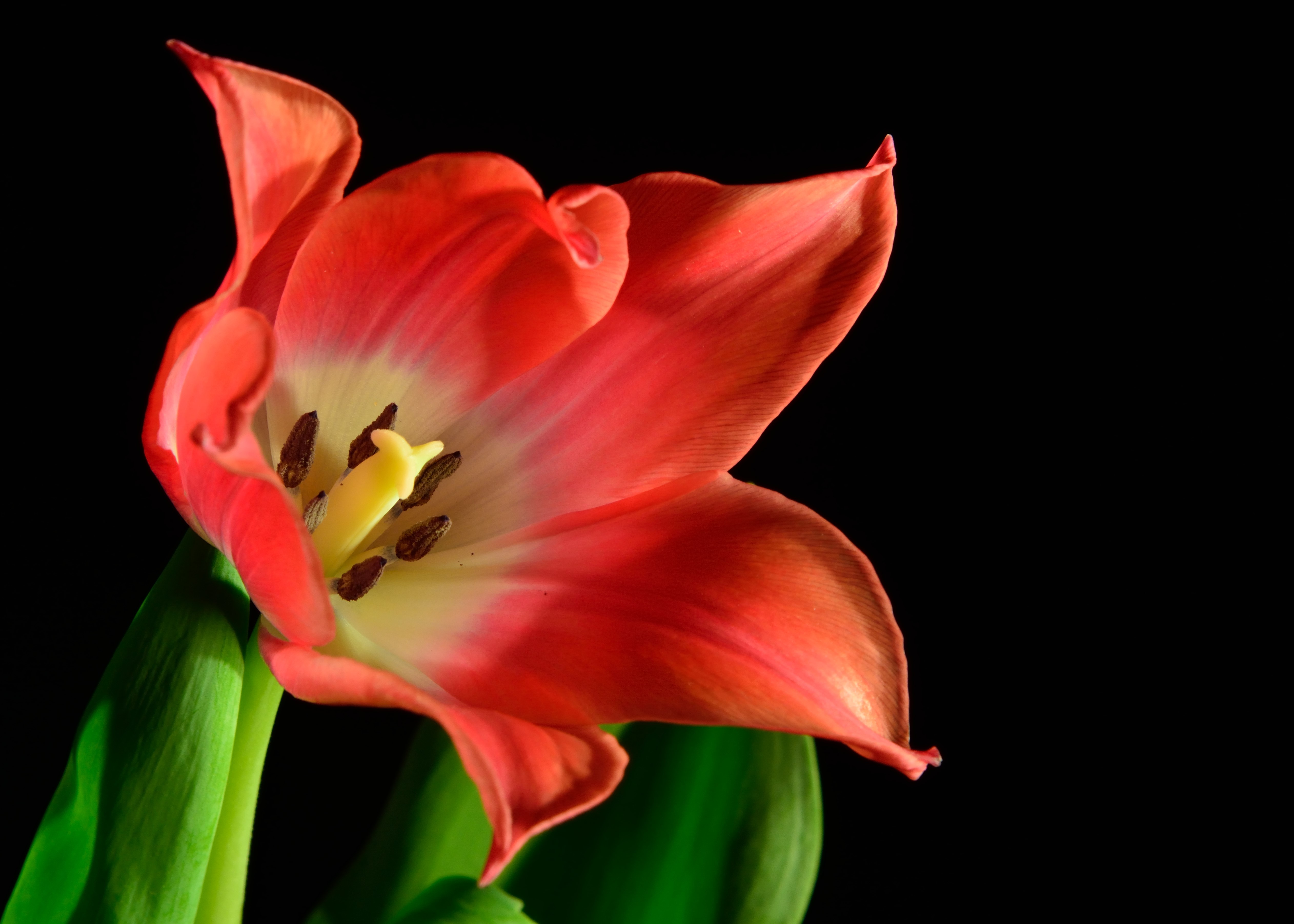 Red Tulip Closeup on Black Background HD Wallpaper