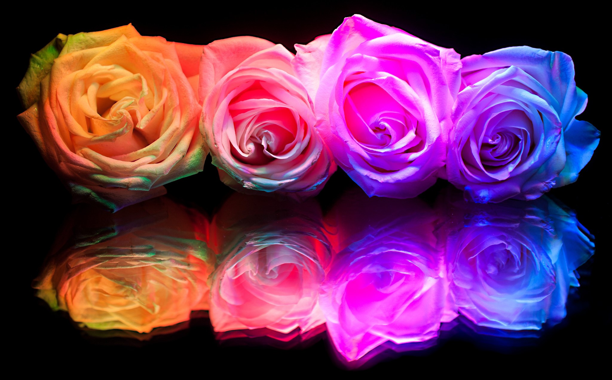 Four rainbow roses with reflections on black background HD Wallpaper