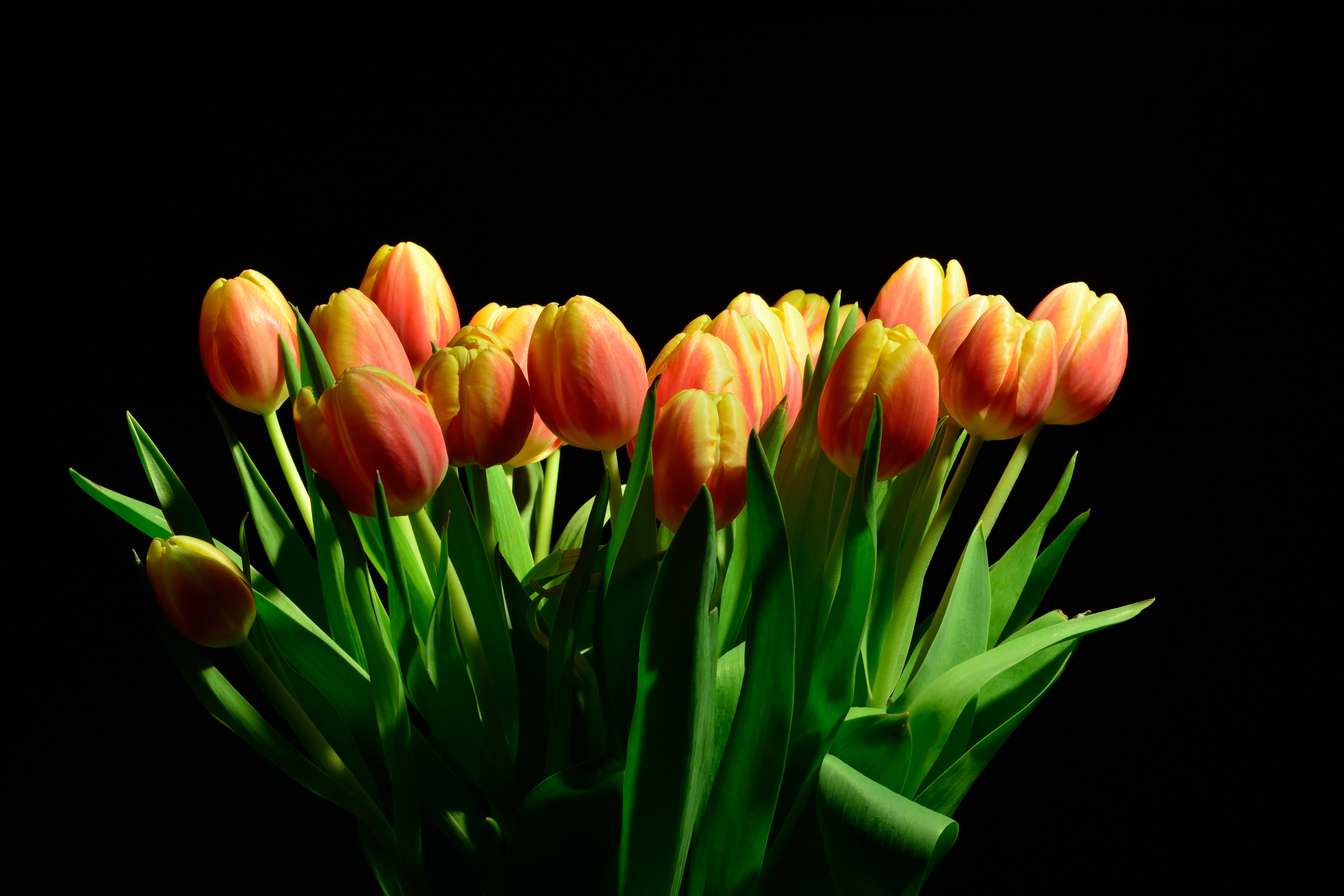 Tulips with black background HD Wallpaper