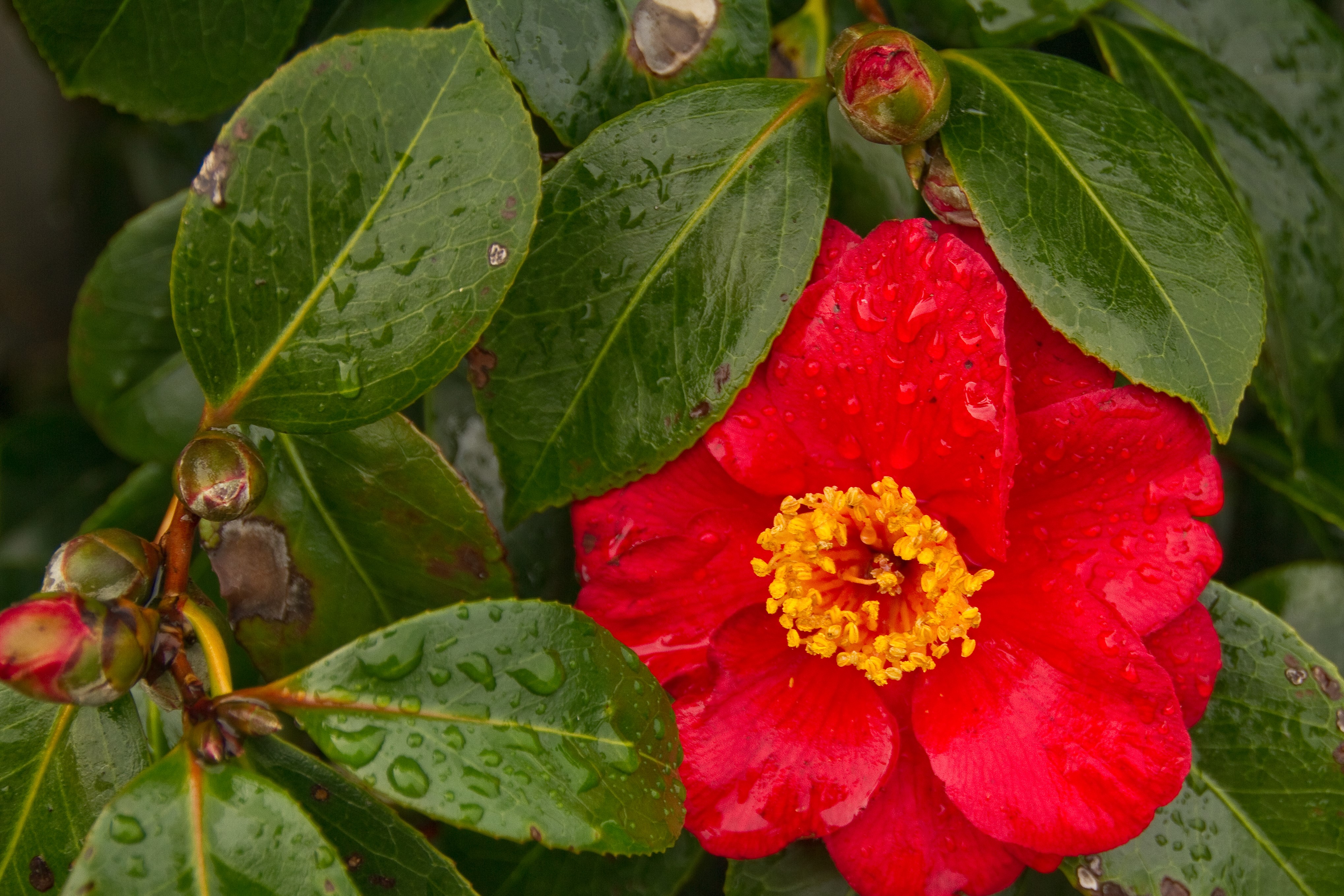 Red Camellia flower with green foliage HD Wallpaper