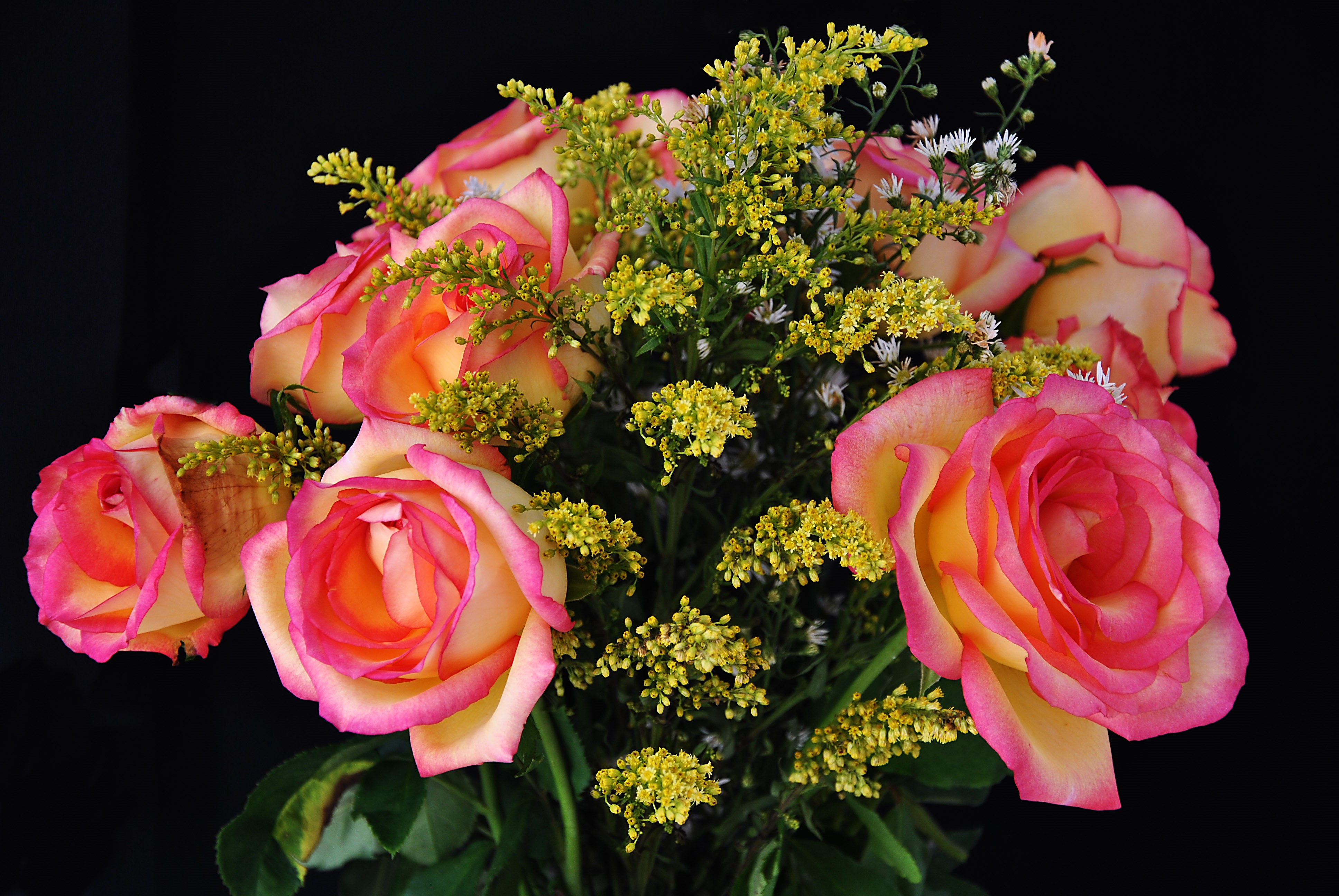 4K Roses with Pink and Yellow Petals HD Wallpaper