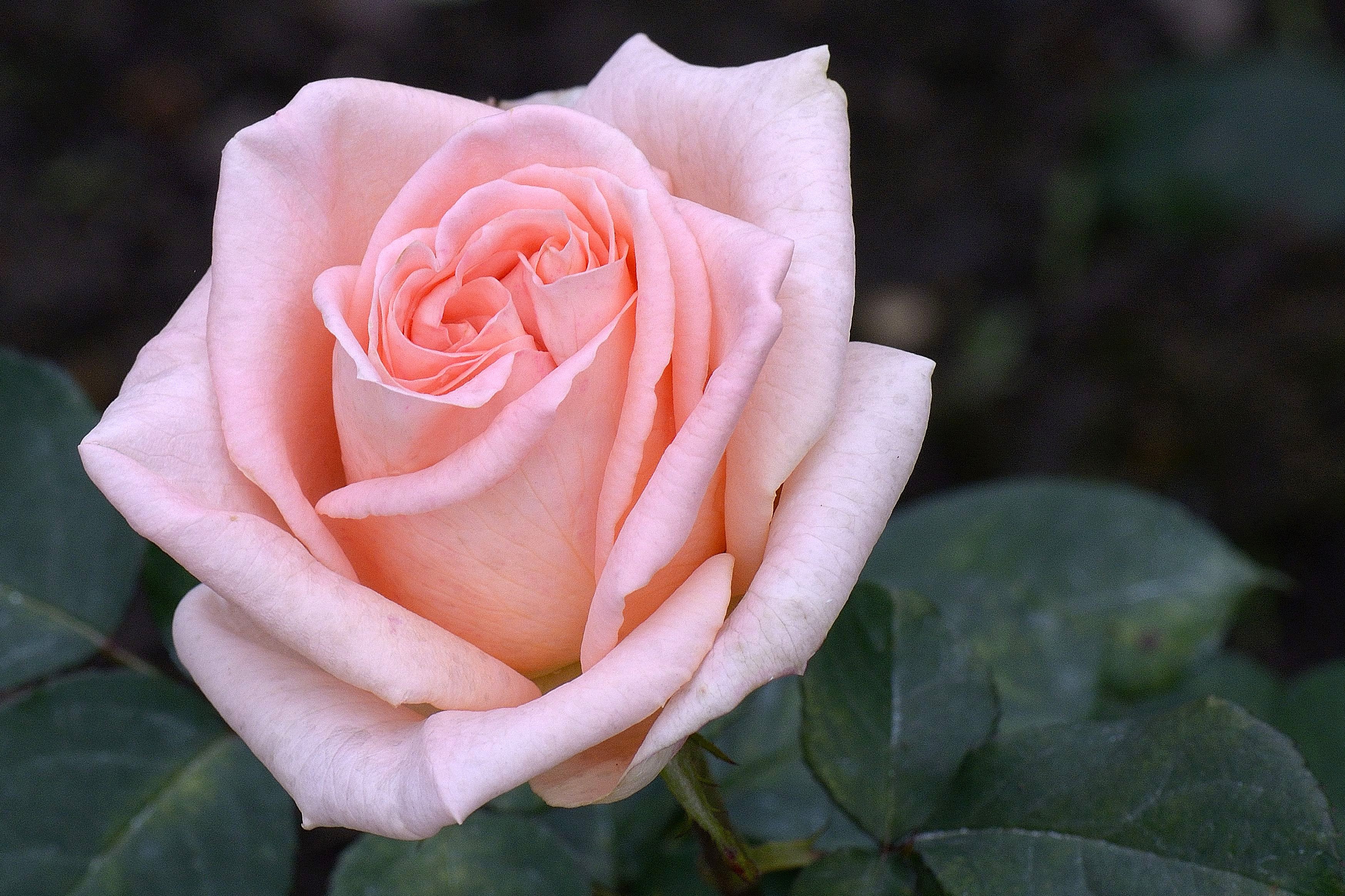 Close-up of a delicate pink rose HD Wallpaper