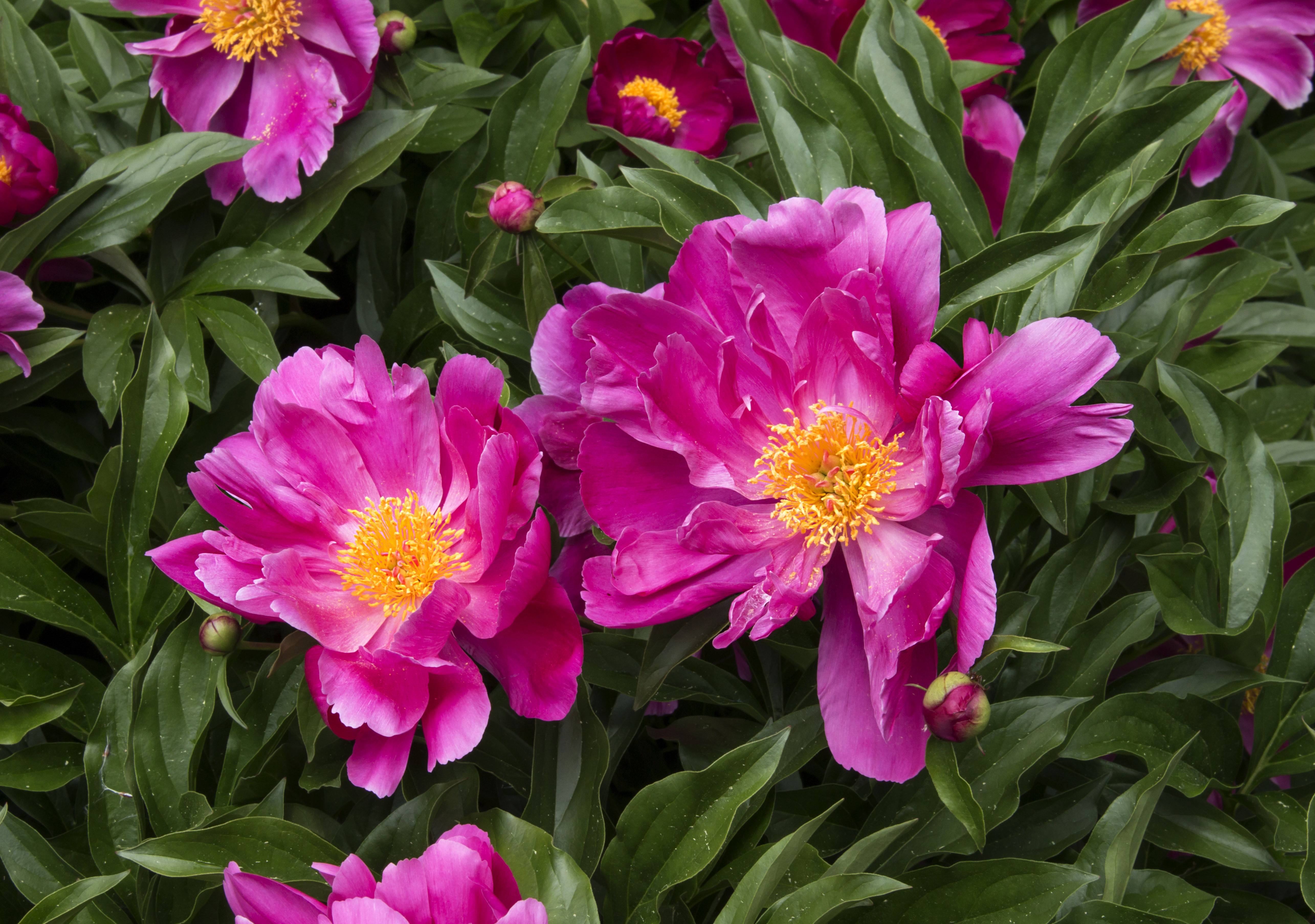 Close-up of Pink Peonies HD Wallpaper