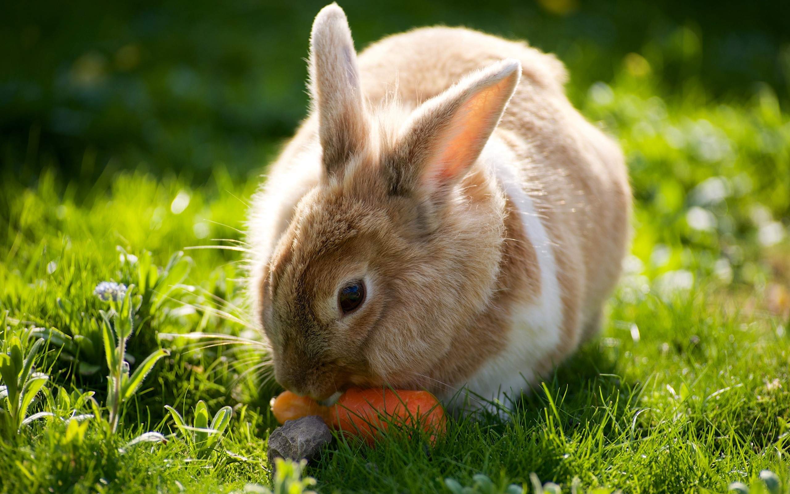 A rabbit eating a carrot in the grass HD Wallpaper