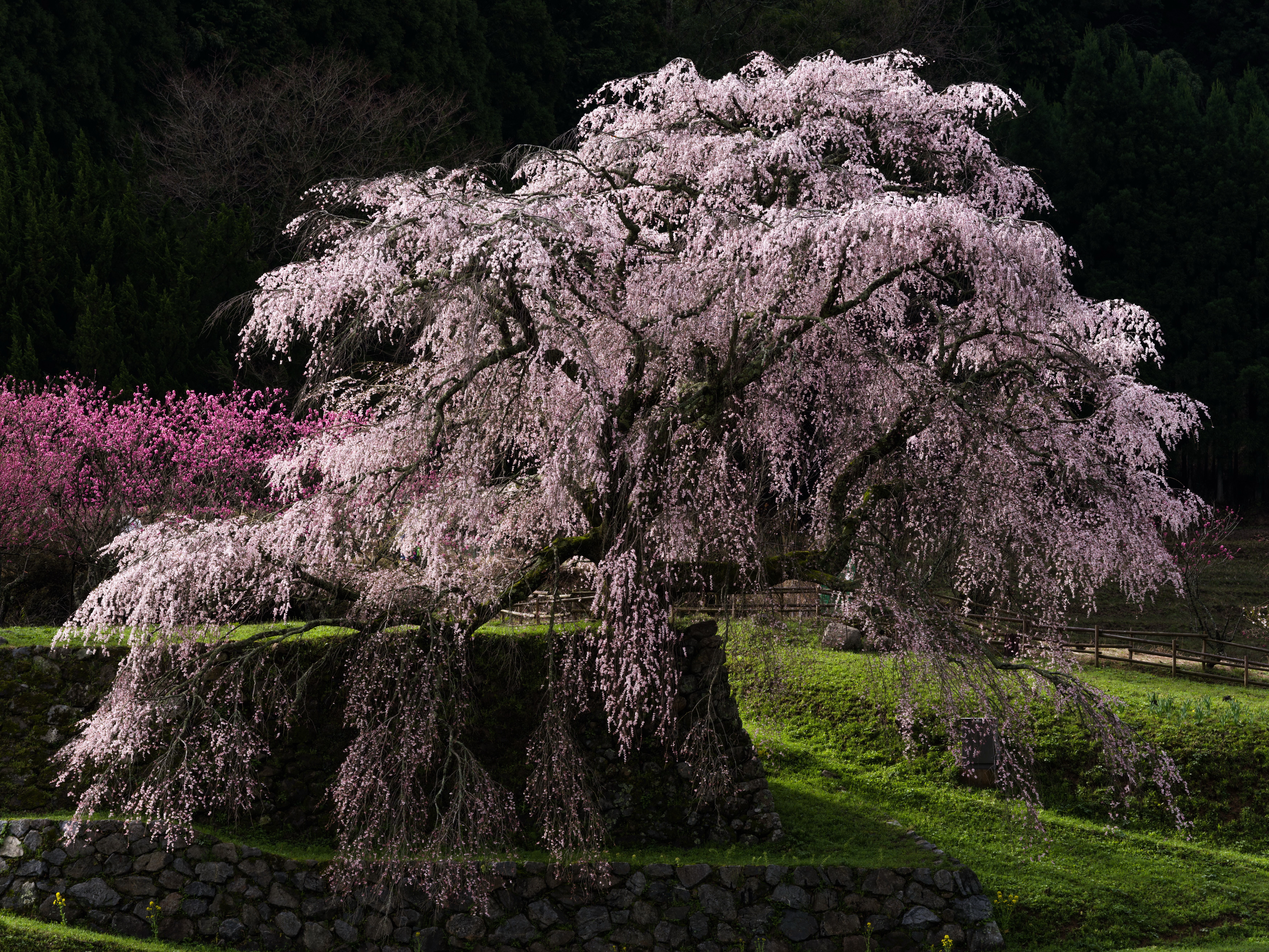 Weeping Cherry Blossom Tree in Bloom HD Wallpaper