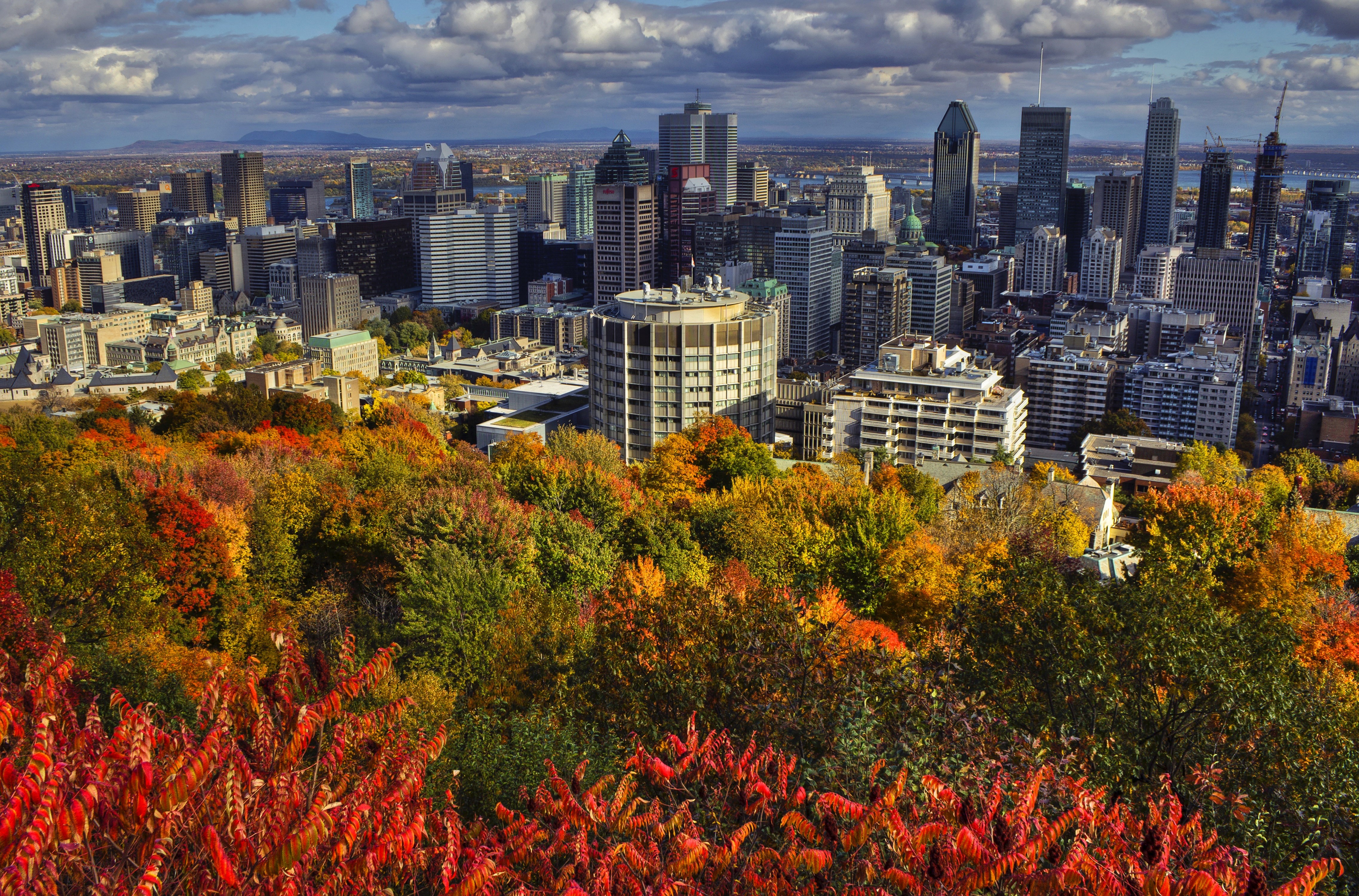 Montreal skyline with autumn trees HD Wallpaper