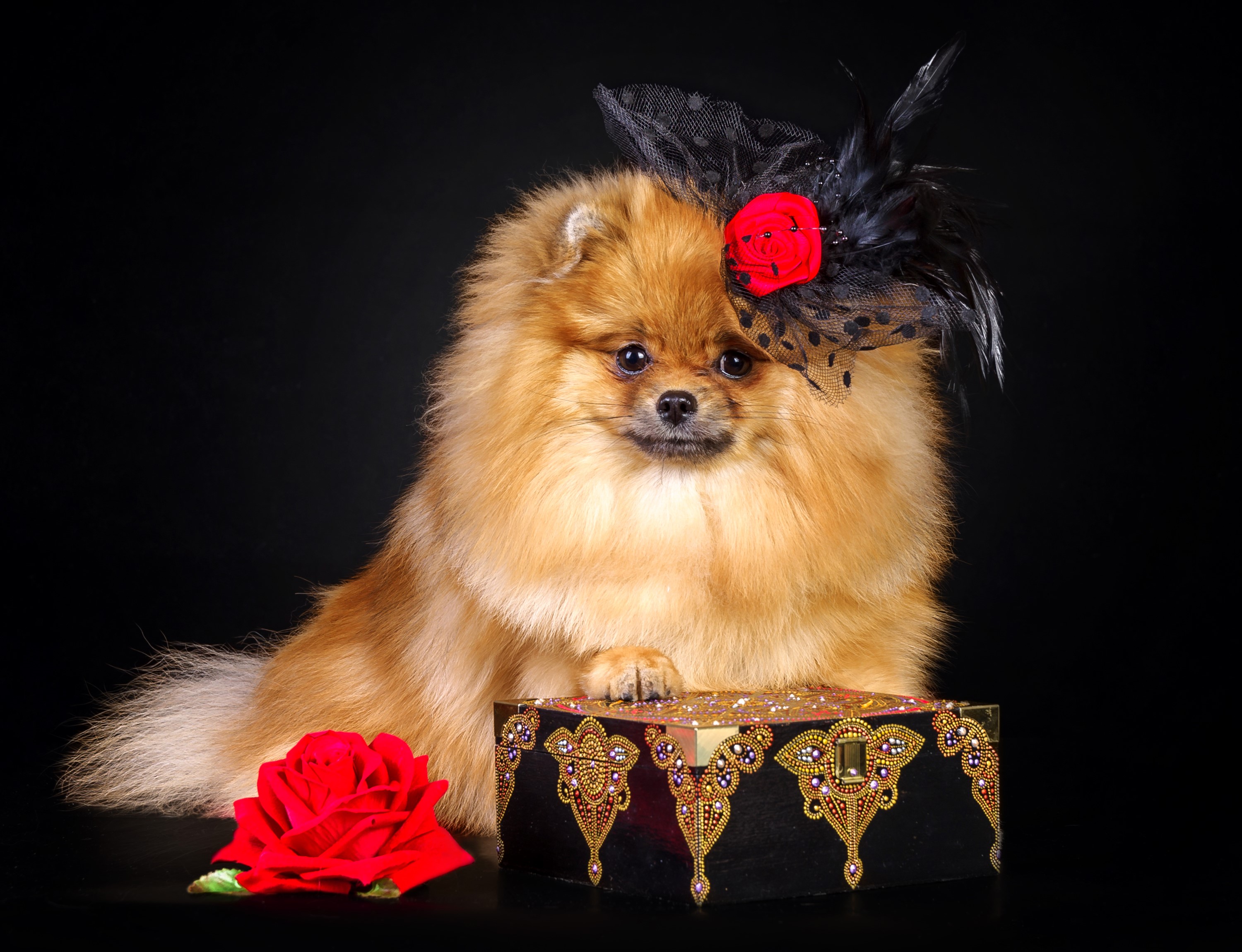 Pomeranian dog wearing a hat with a rose HD Wallpaper
