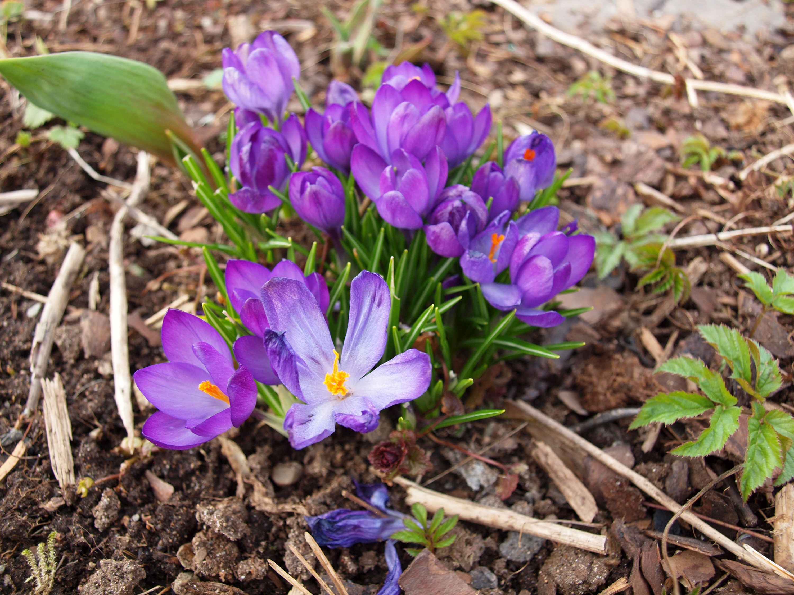 Purple Crocuses Blooming in Soil HD Wallpaper