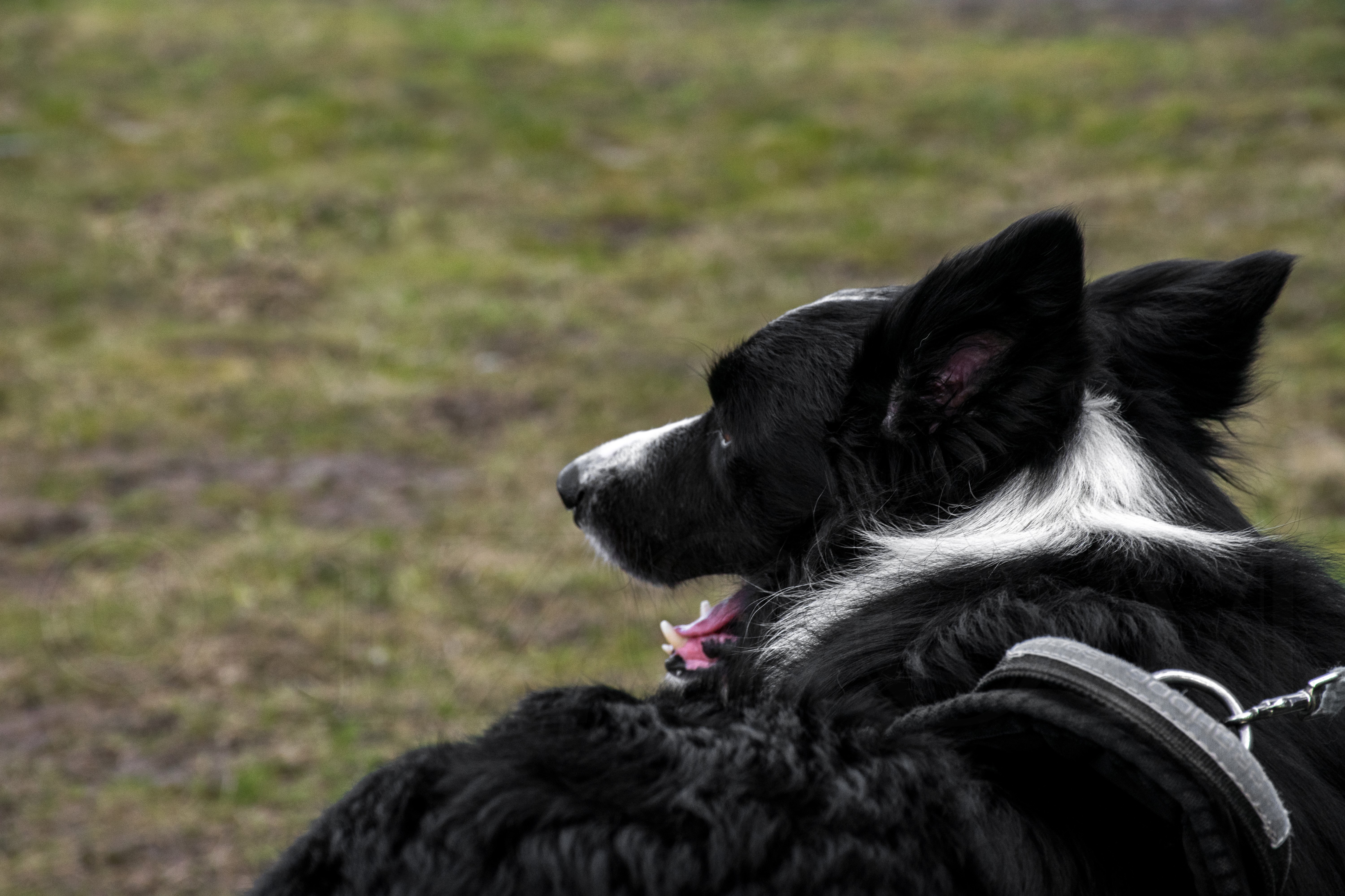 Border Collie dog yawning in a field HD Wallpaper
