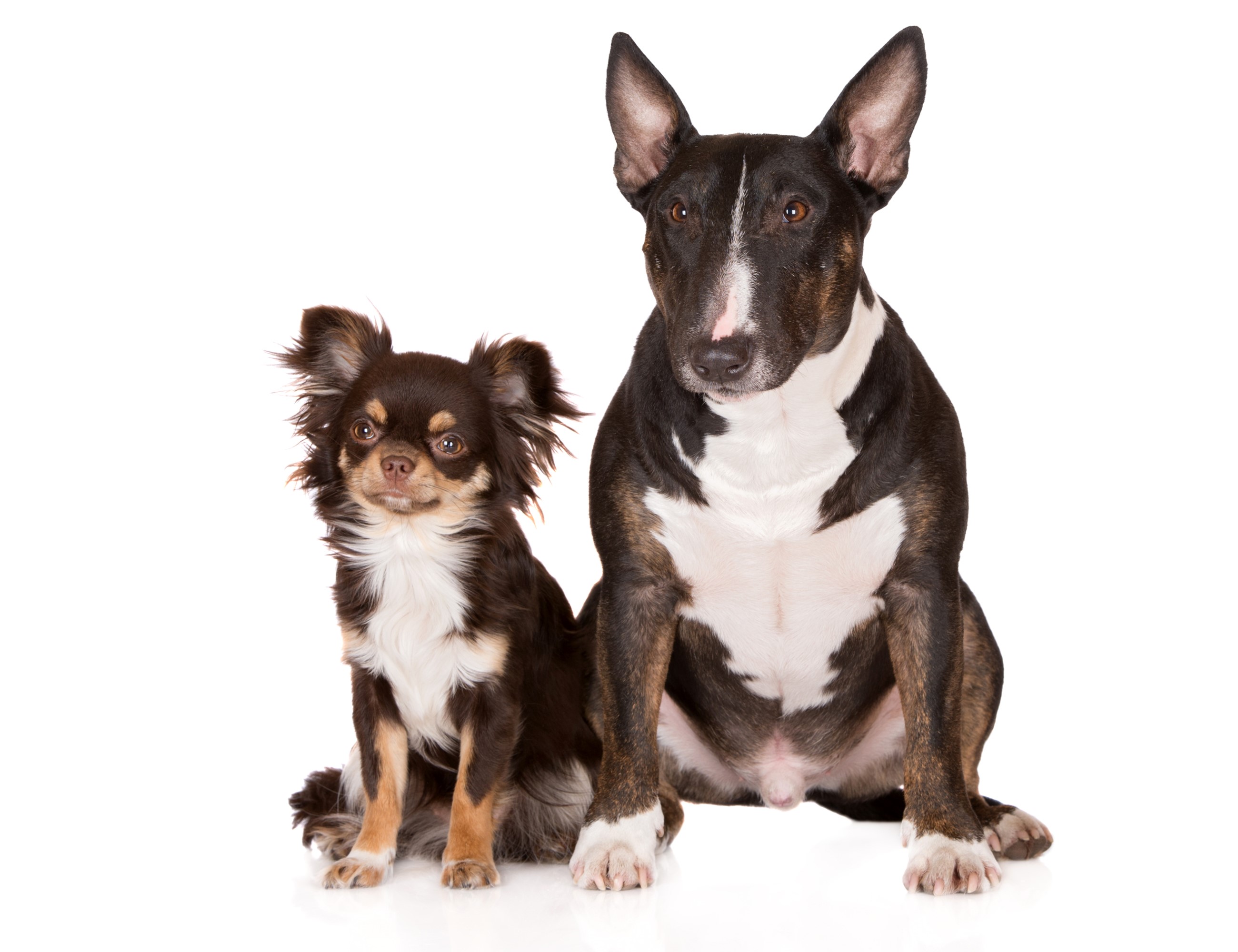 Chihuahua and Bull Terrier dogs sitting HD Wallpaper