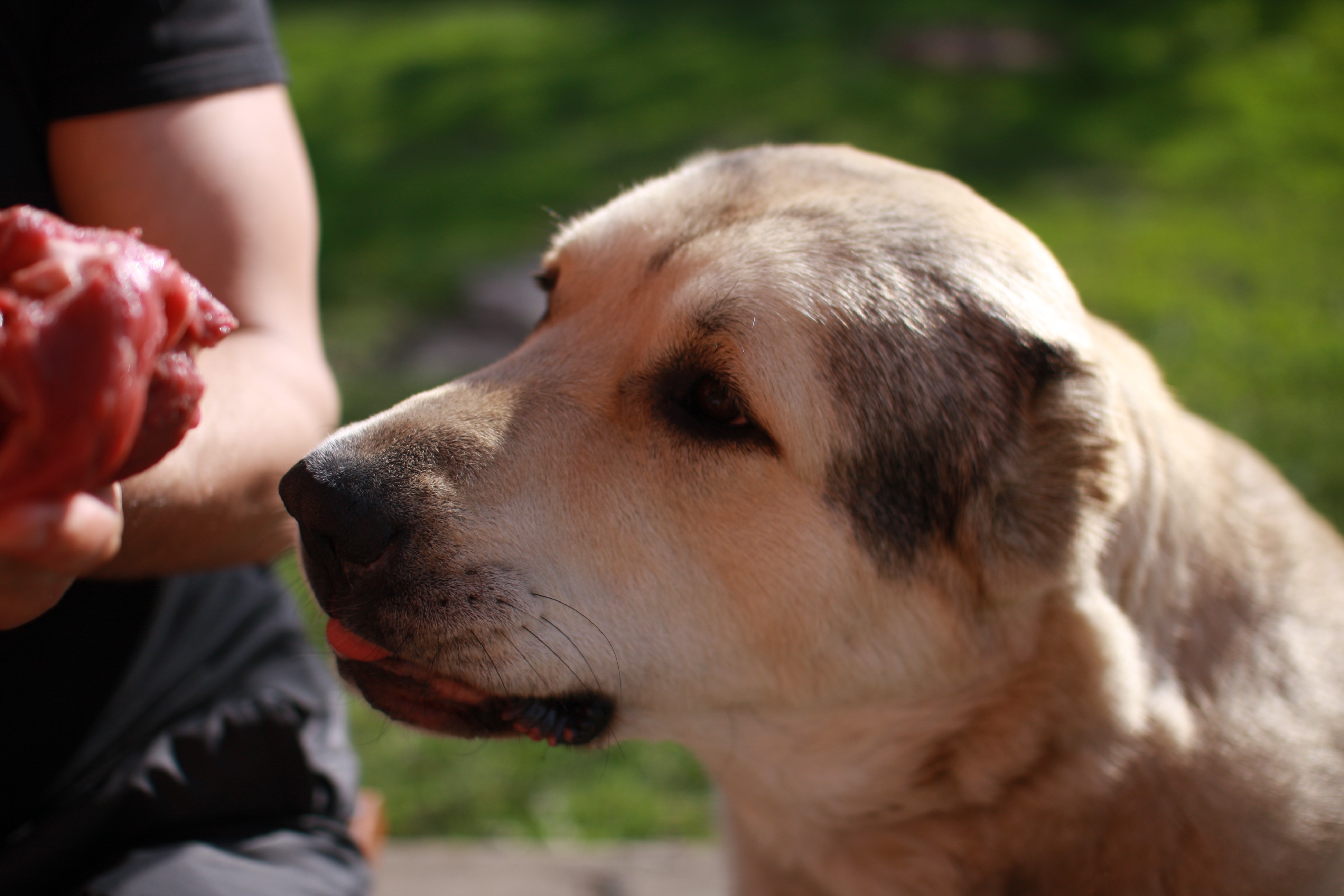 Central Asian Shepherd Dog being fed raw meat HD Wallpaper