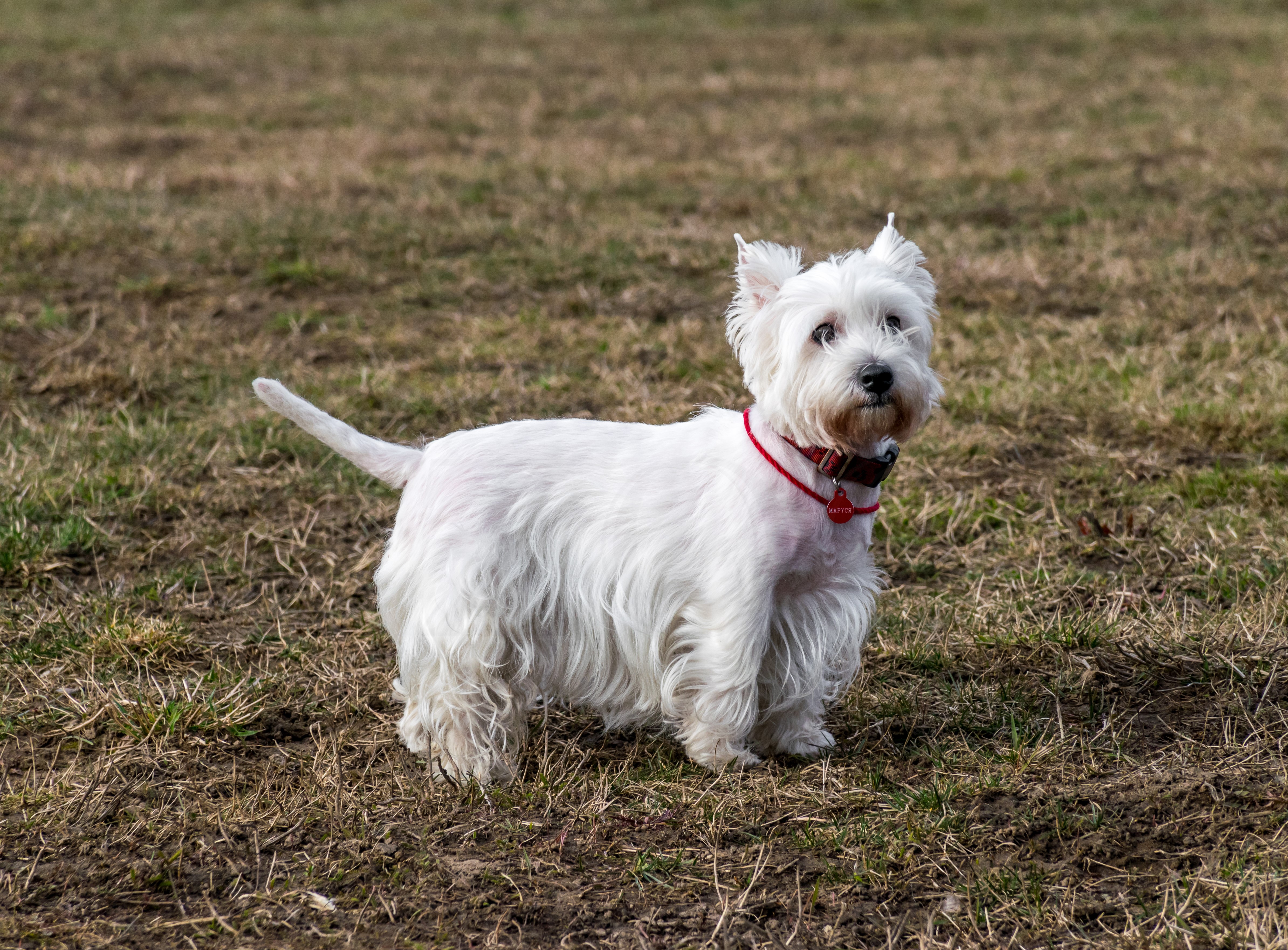 West Highland White Terrier Dog with Red Collar HD Wallpaper