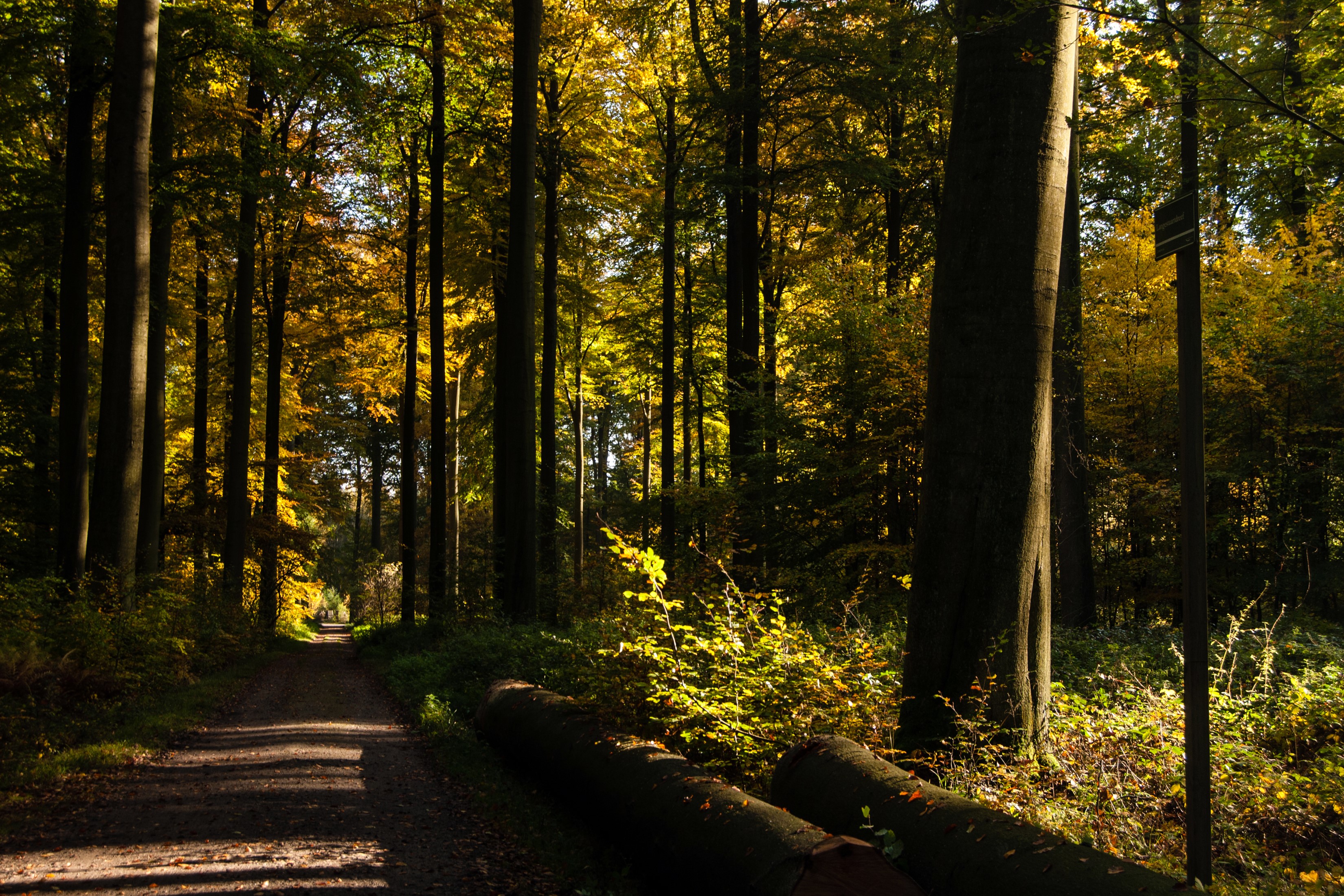 Forest path with fallen logs and autumn foliage HD Wallpaper