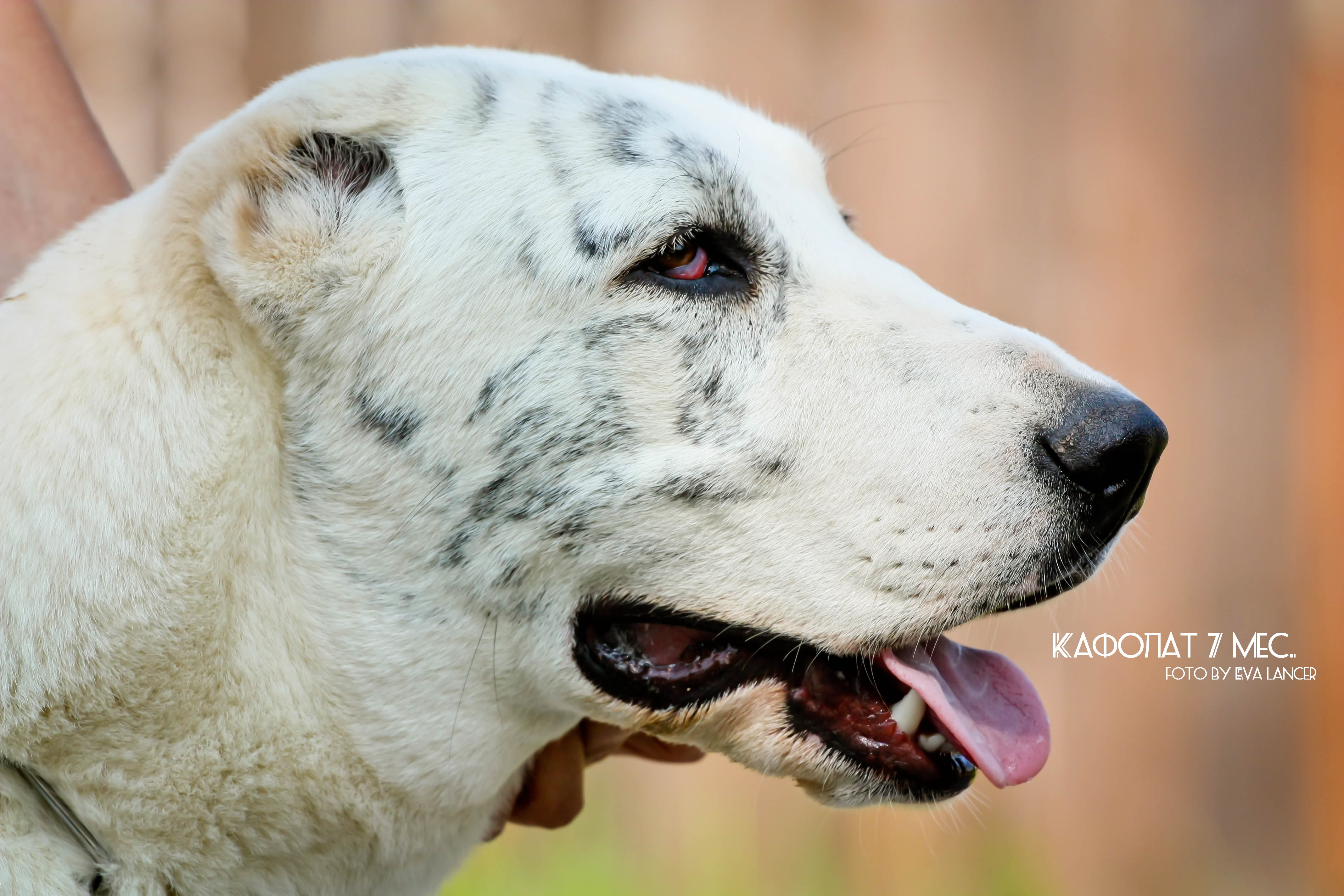 Central Asian Shepherd Dog 4K HD Wallpaper