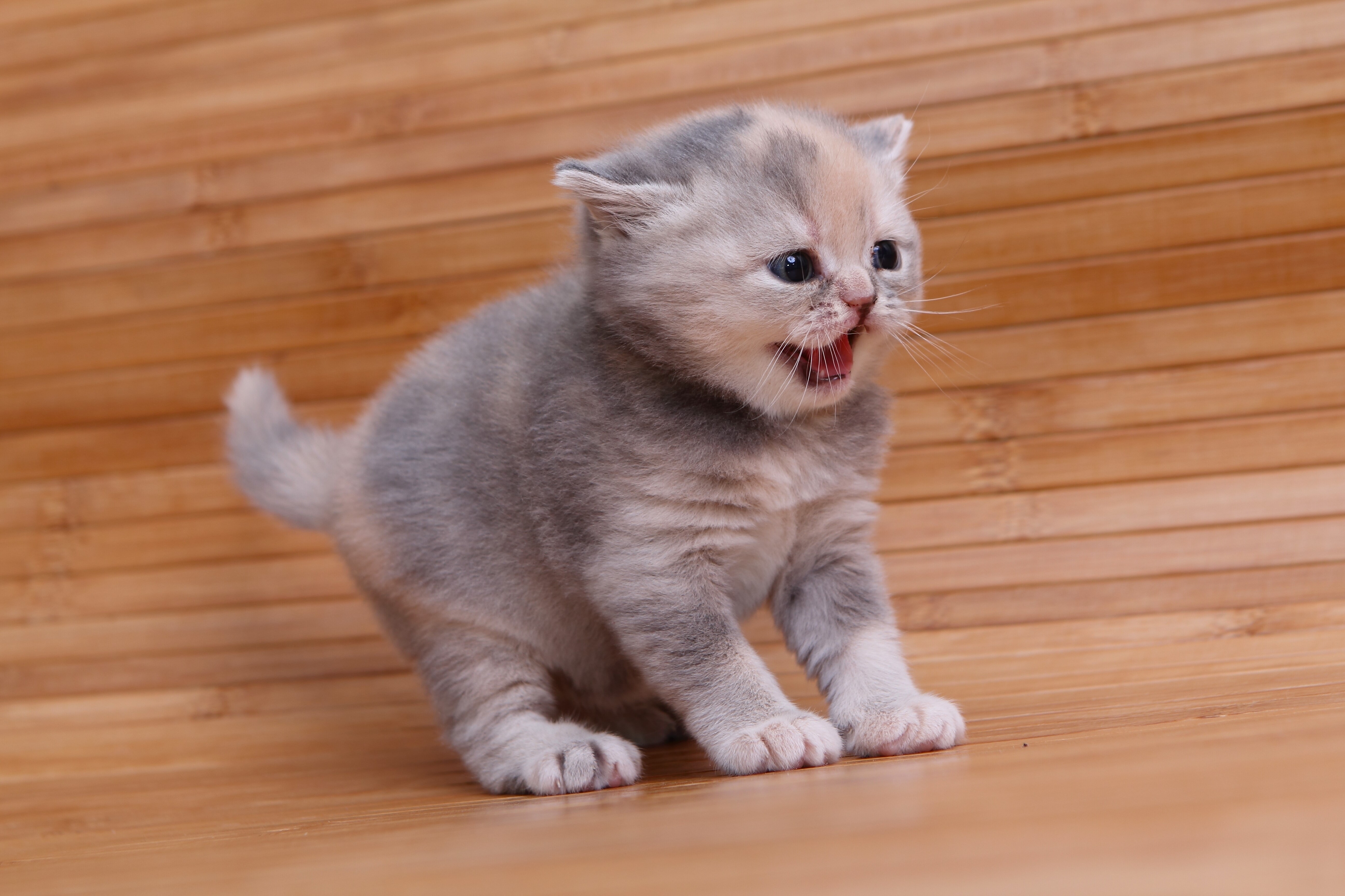 Kitten on a wooden background HD Wallpaper