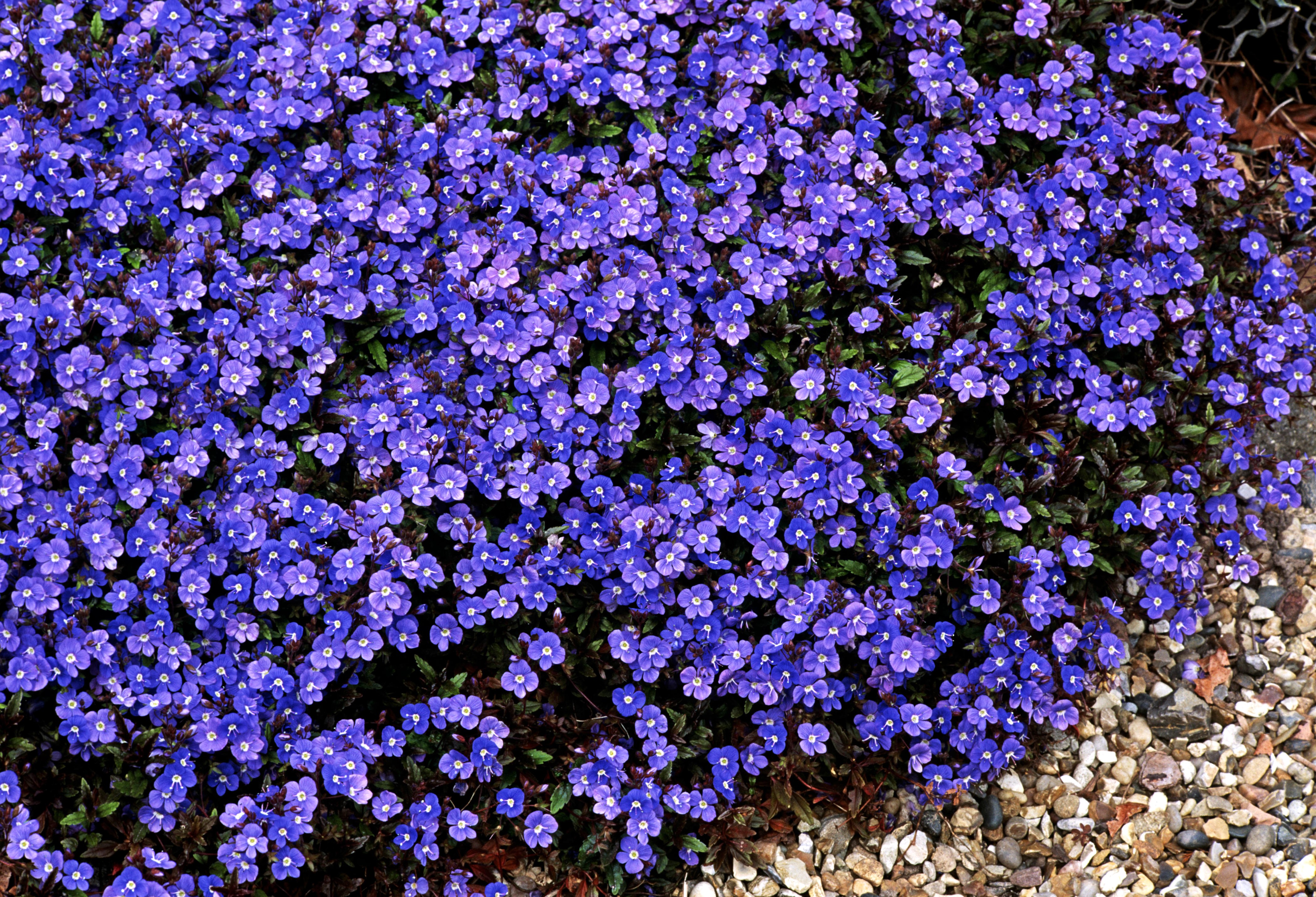 Many small violet Veronica flowers HD Wallpaper