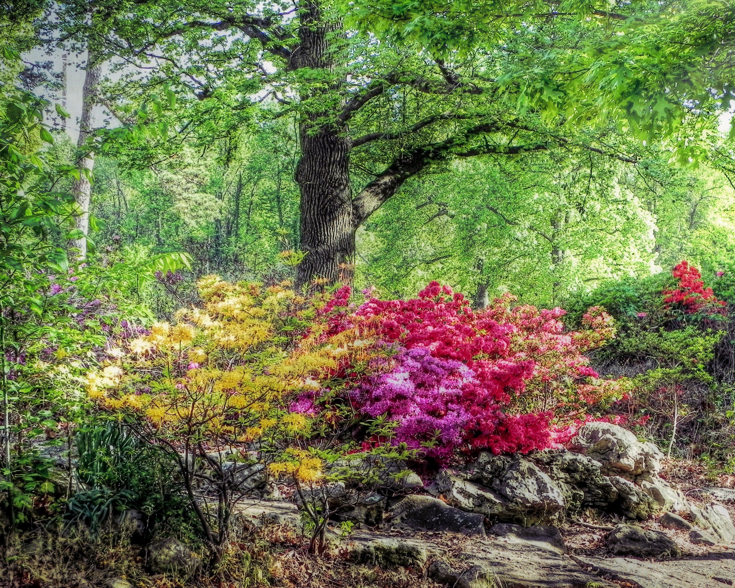 Rhododendrons in bloom at Honor Heights Park, USA HD Wallpaper