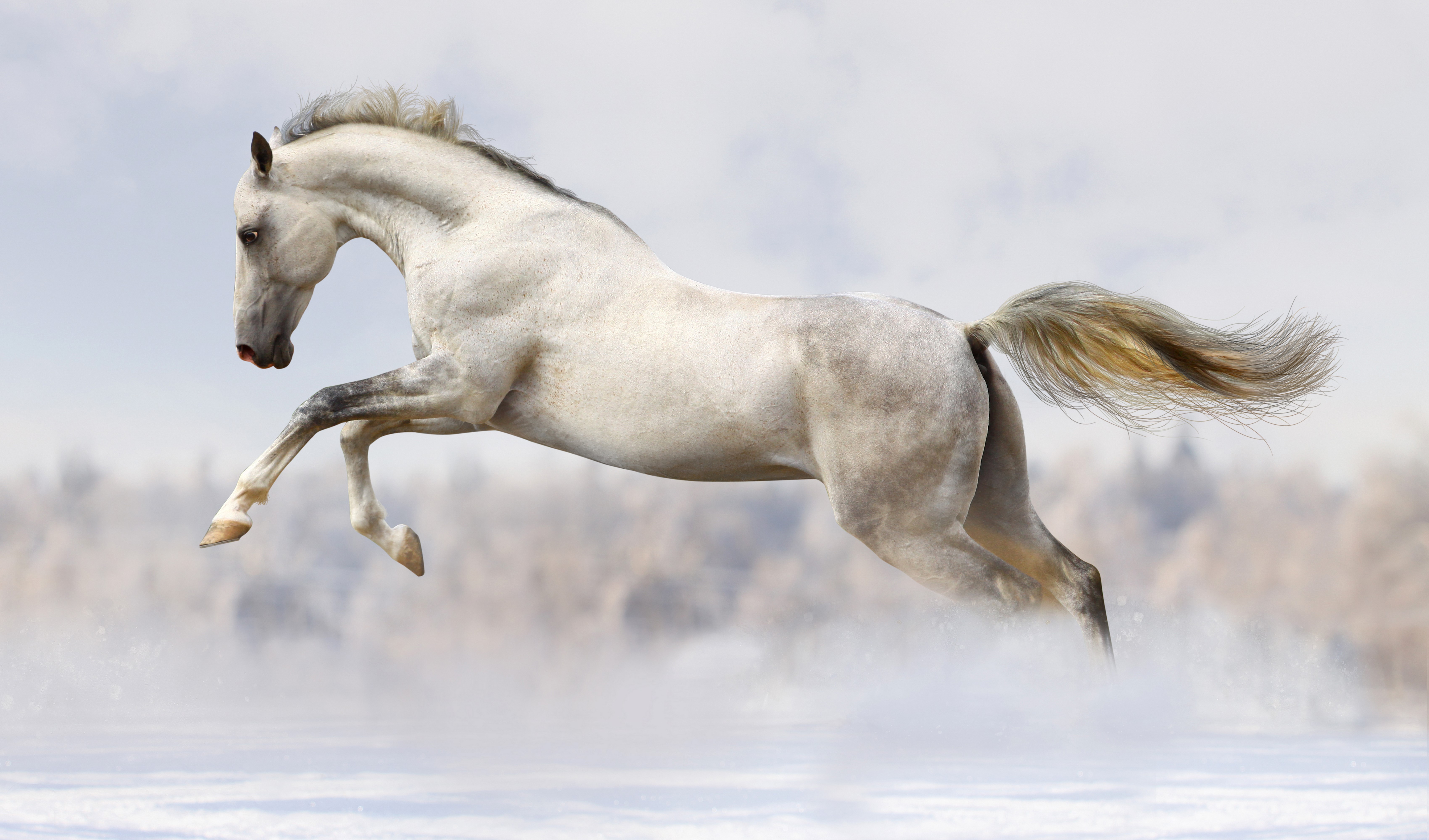 White horse running in snow HD Wallpaper