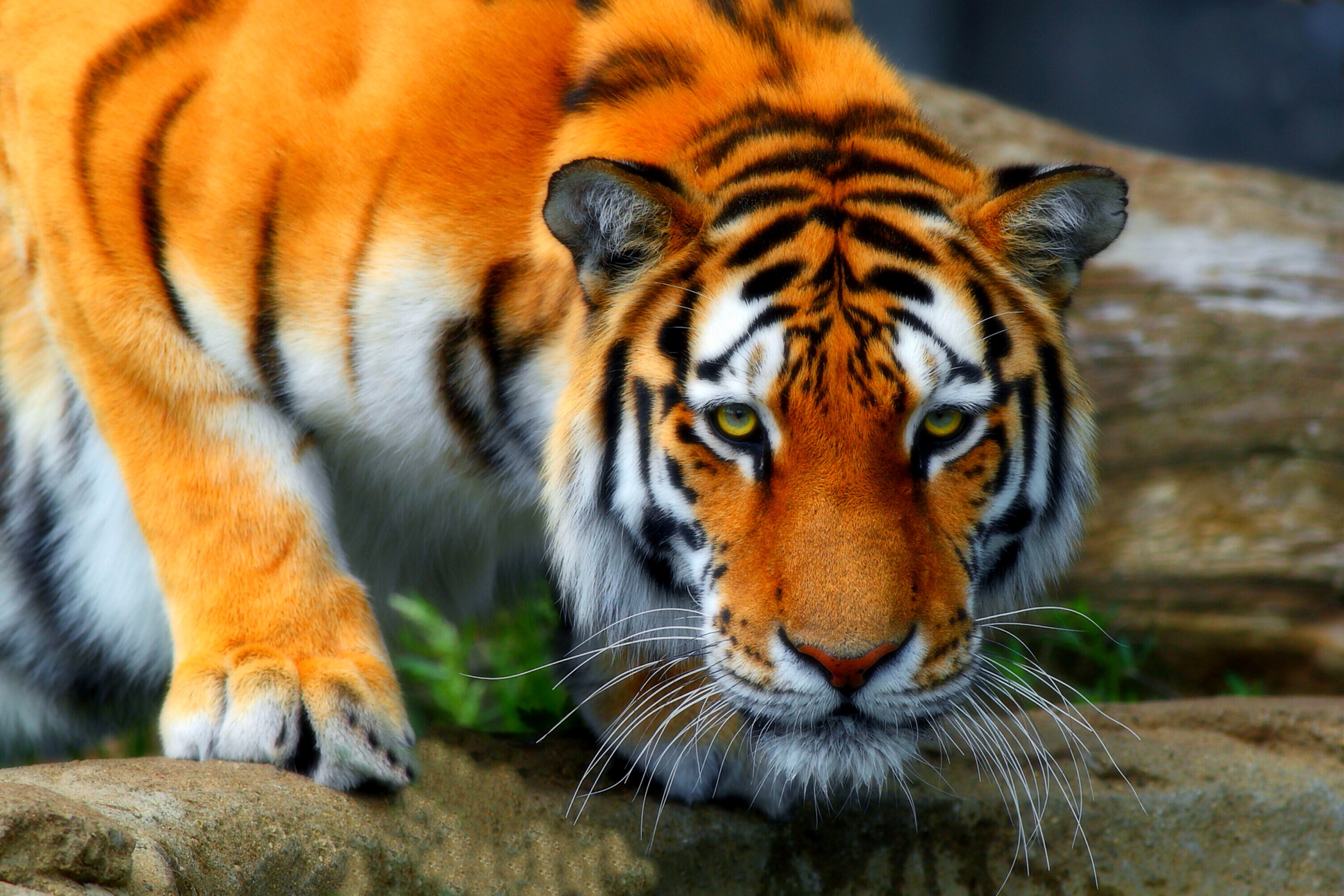 Tiger with orange and black stripes HD Wallpaper
