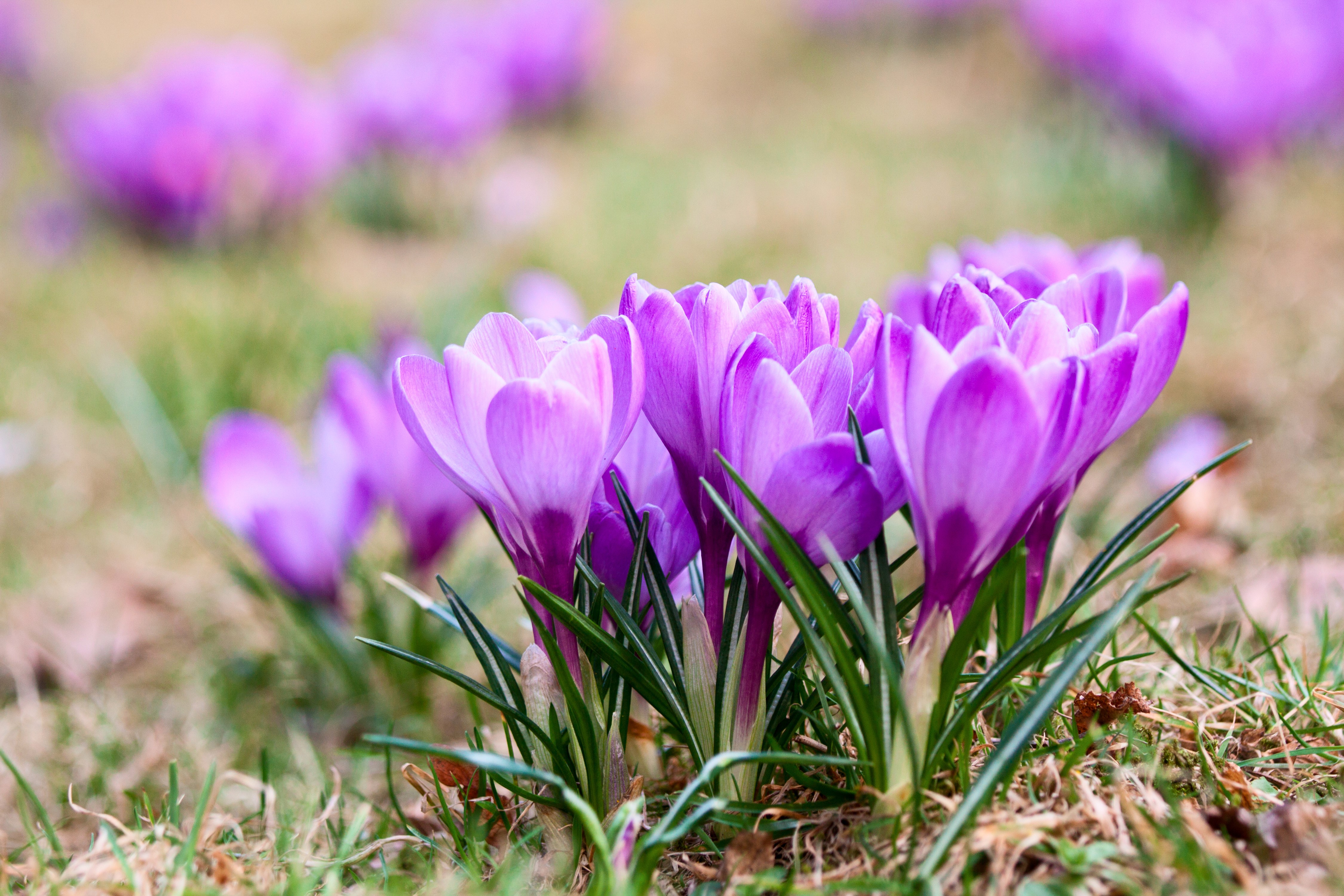 4K Crocuses in a Field HD Wallpaper