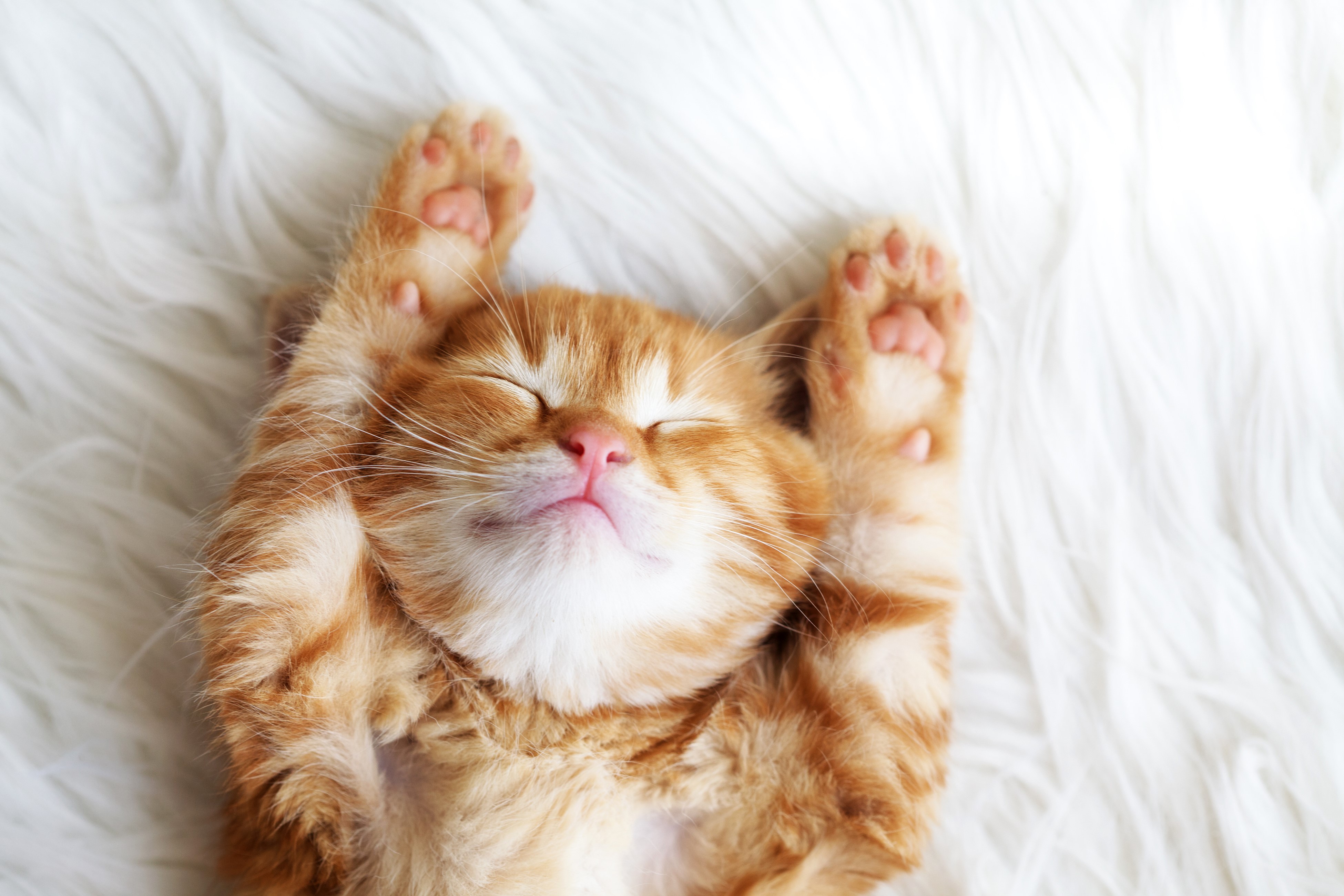 4K Adorable Ginger Kitten Sleeping Peacefully HD Wallpaper