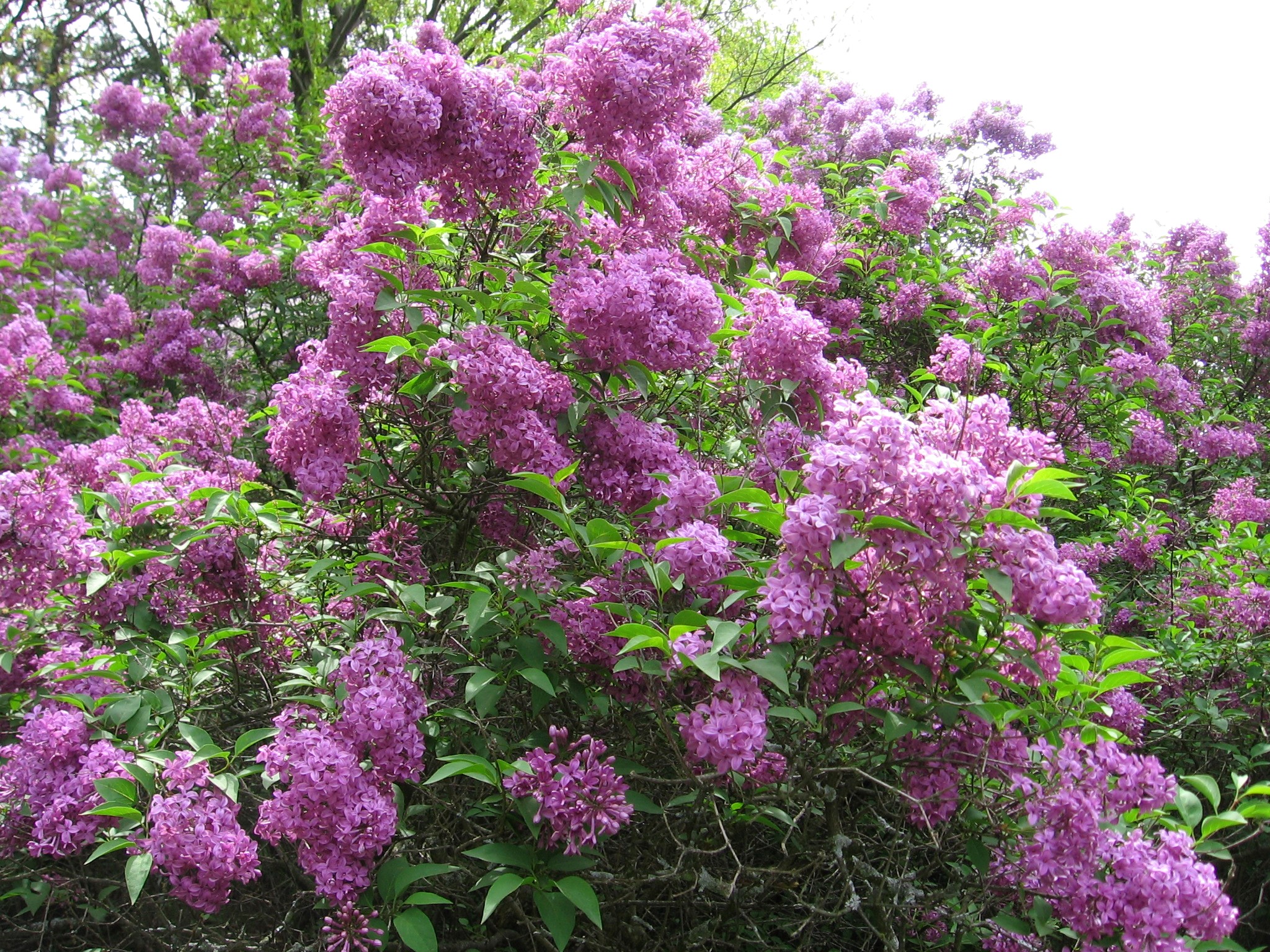 Purple Lilac Bush in Bloom HD Wallpaper