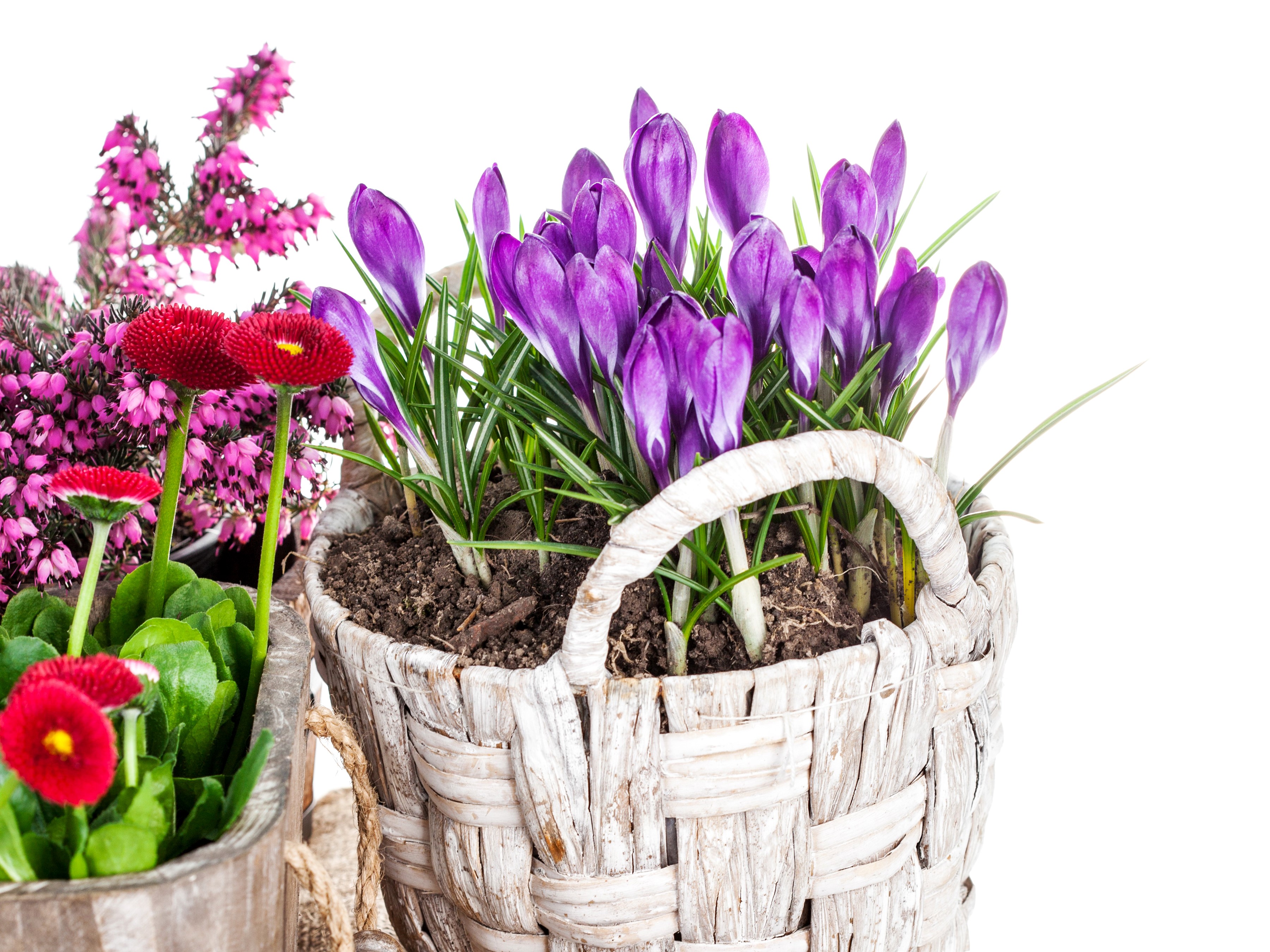 Purple crocuses and red daisies in a wicker basket HD Wallpaper