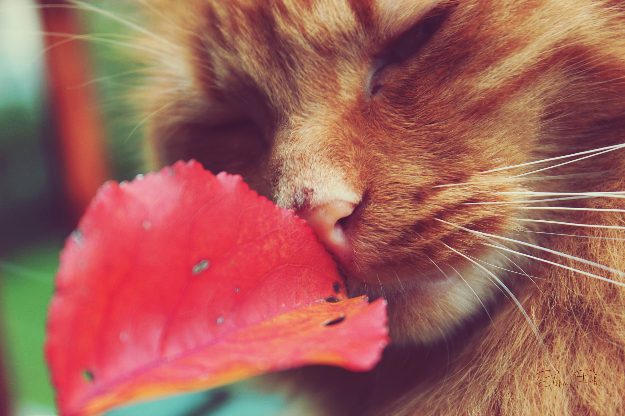Close-up of an orange cat smelling a red leaf HD Wallpaper
