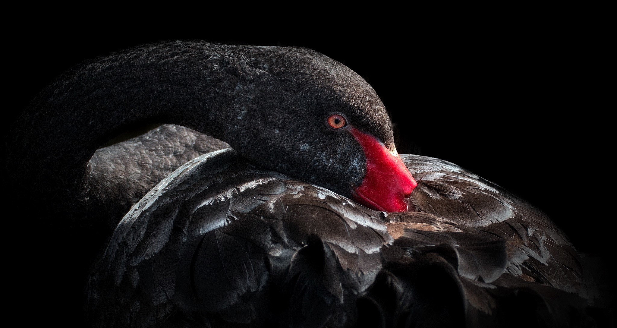Black swan with red beak on black background HD Wallpaper