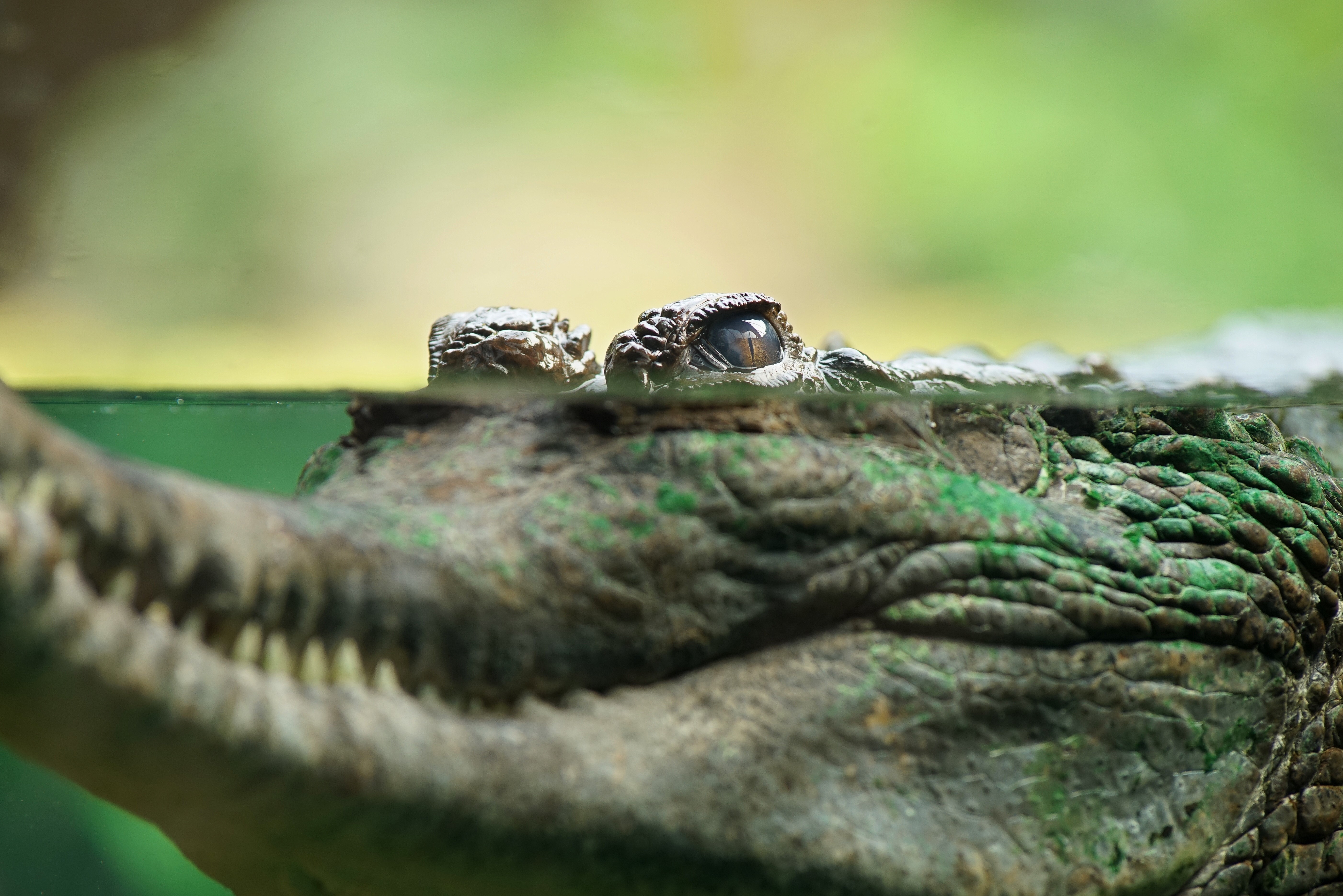 Crocodile peeking out of water HD Wallpaper
