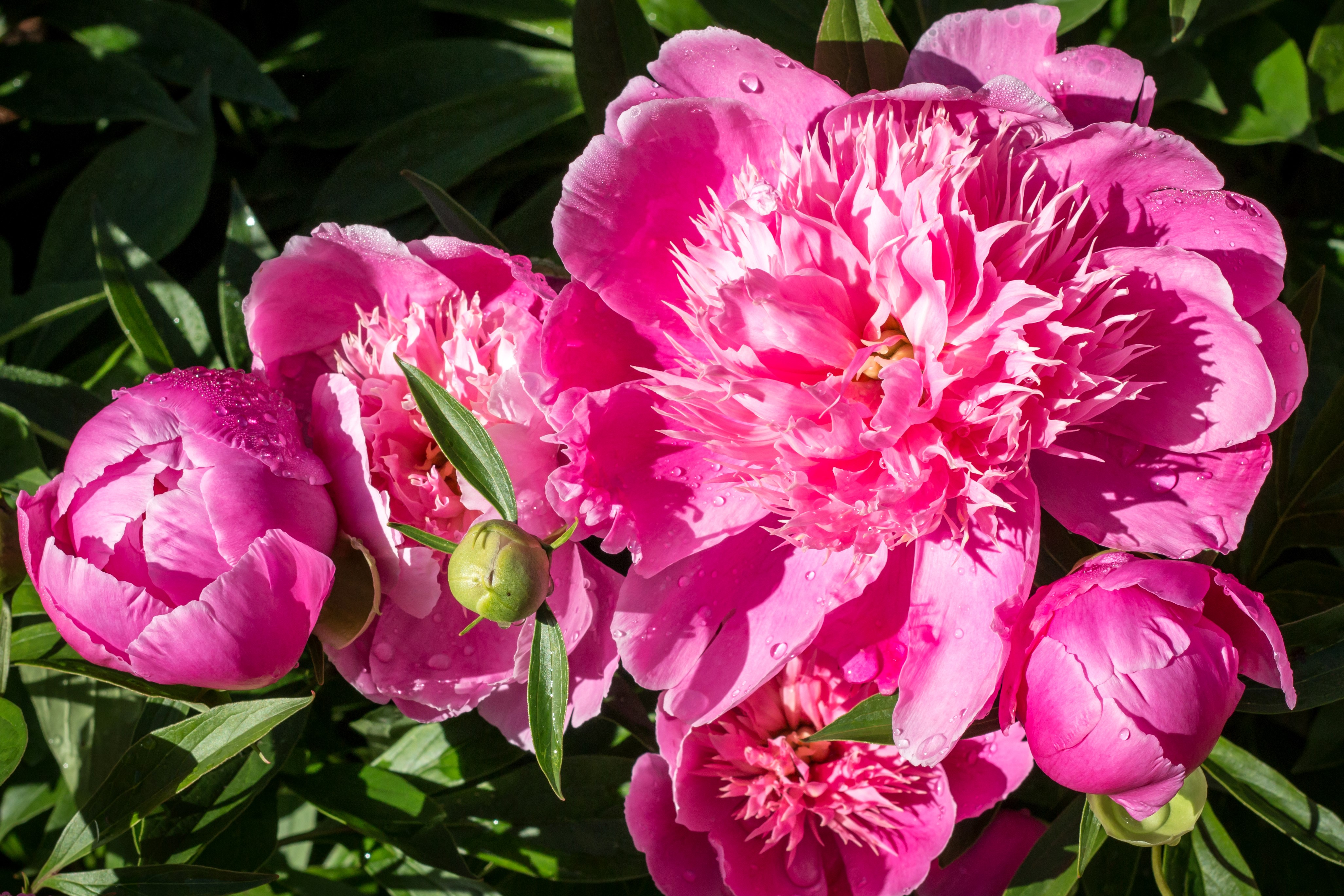 4K Pink Peonies with Water Droplets HD Wallpaper