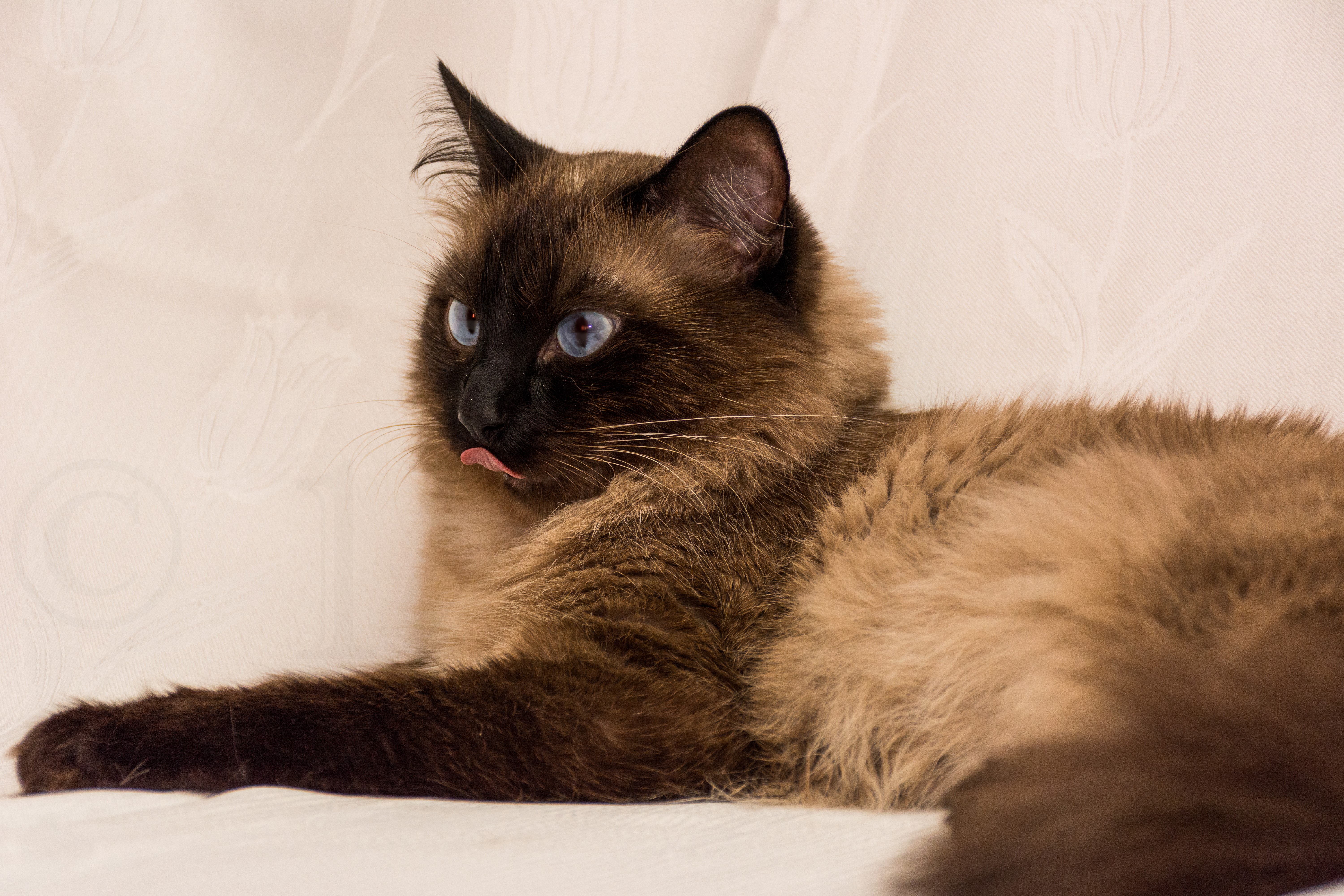 Siamese cat with blue eyes sticking out tongue HD Wallpaper