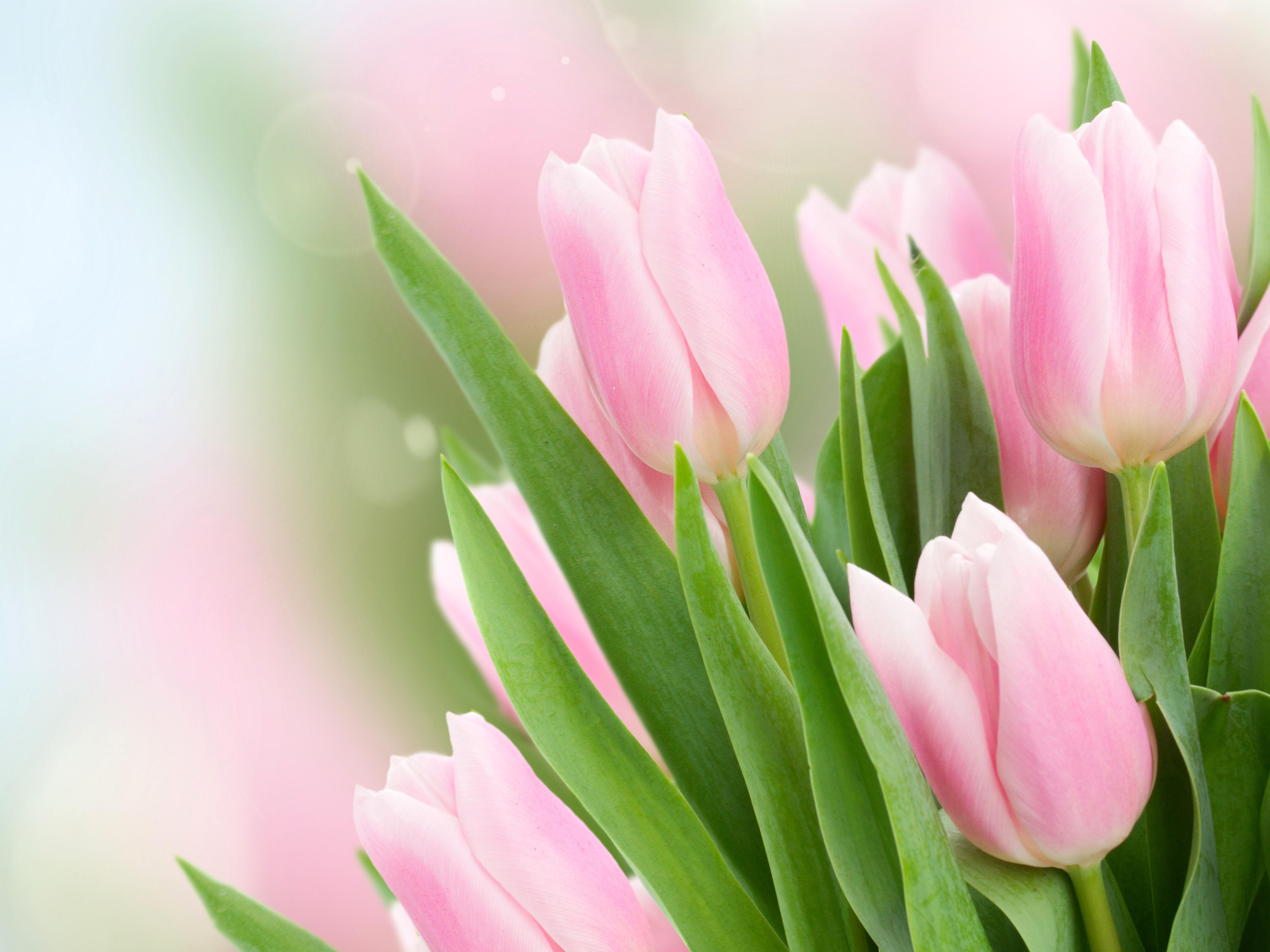 4K Pink Tulips HD Wallpaper