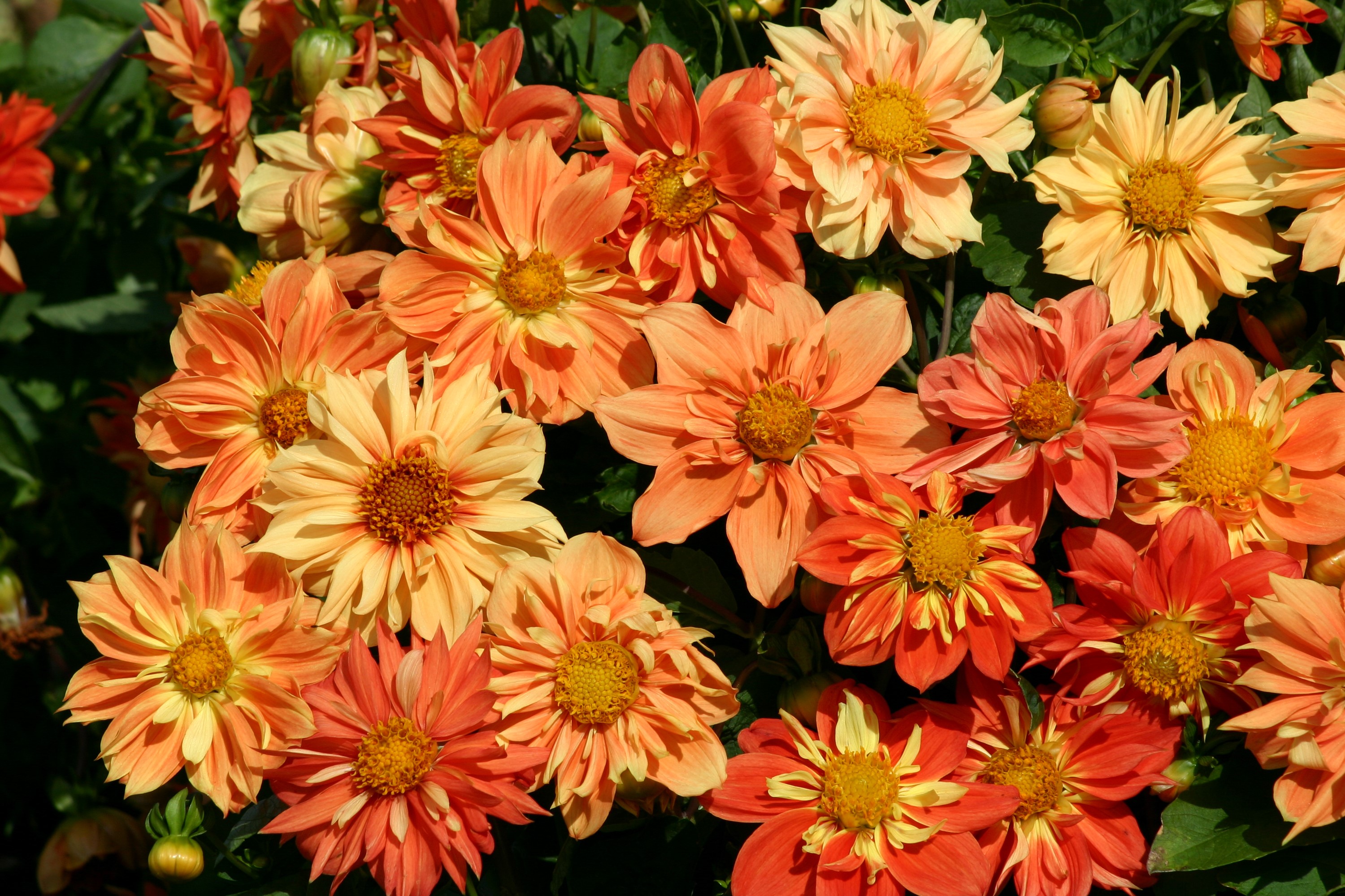 Close-up of orange and yellow Dahlias HD Wallpaper